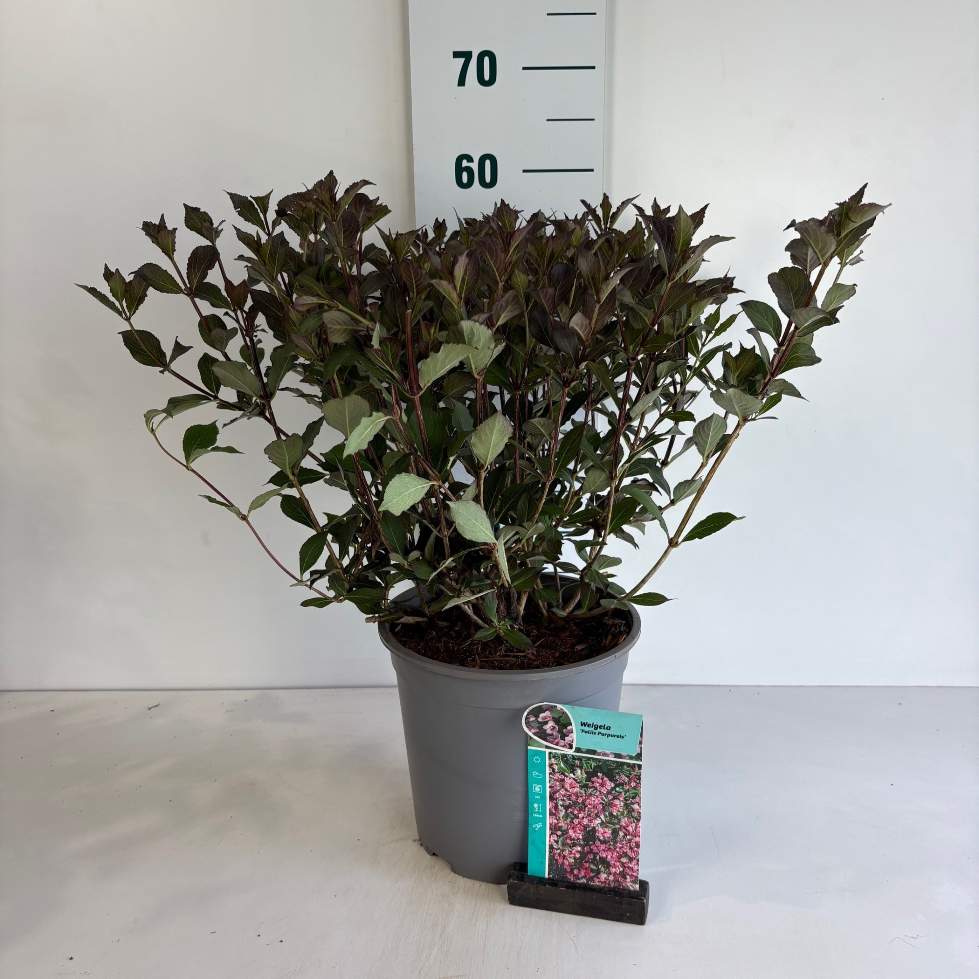 Weigela florida Foliis Purpureis, D 24 cm