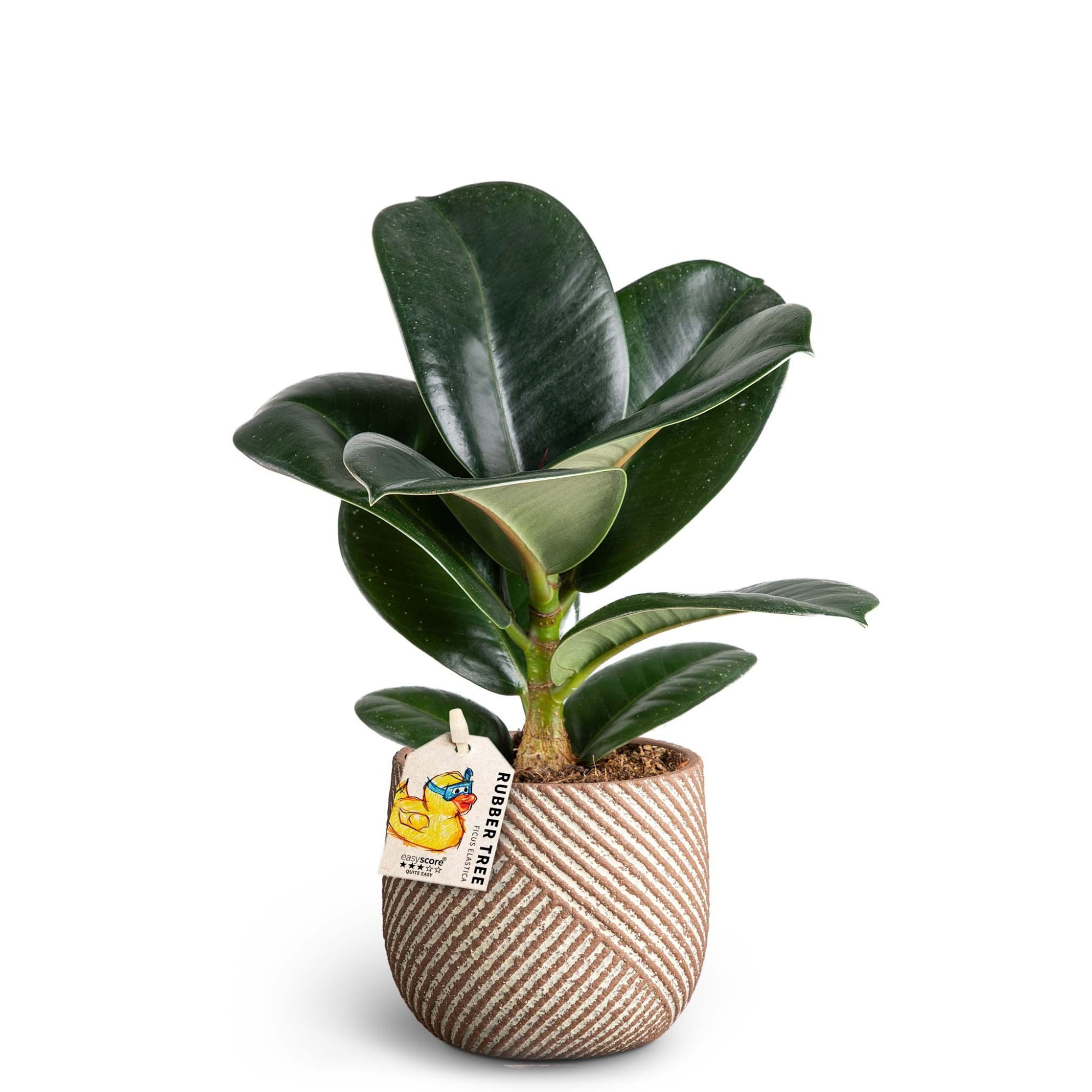 Grove Nougat, Ficus ´Sofia´, D 10 cm