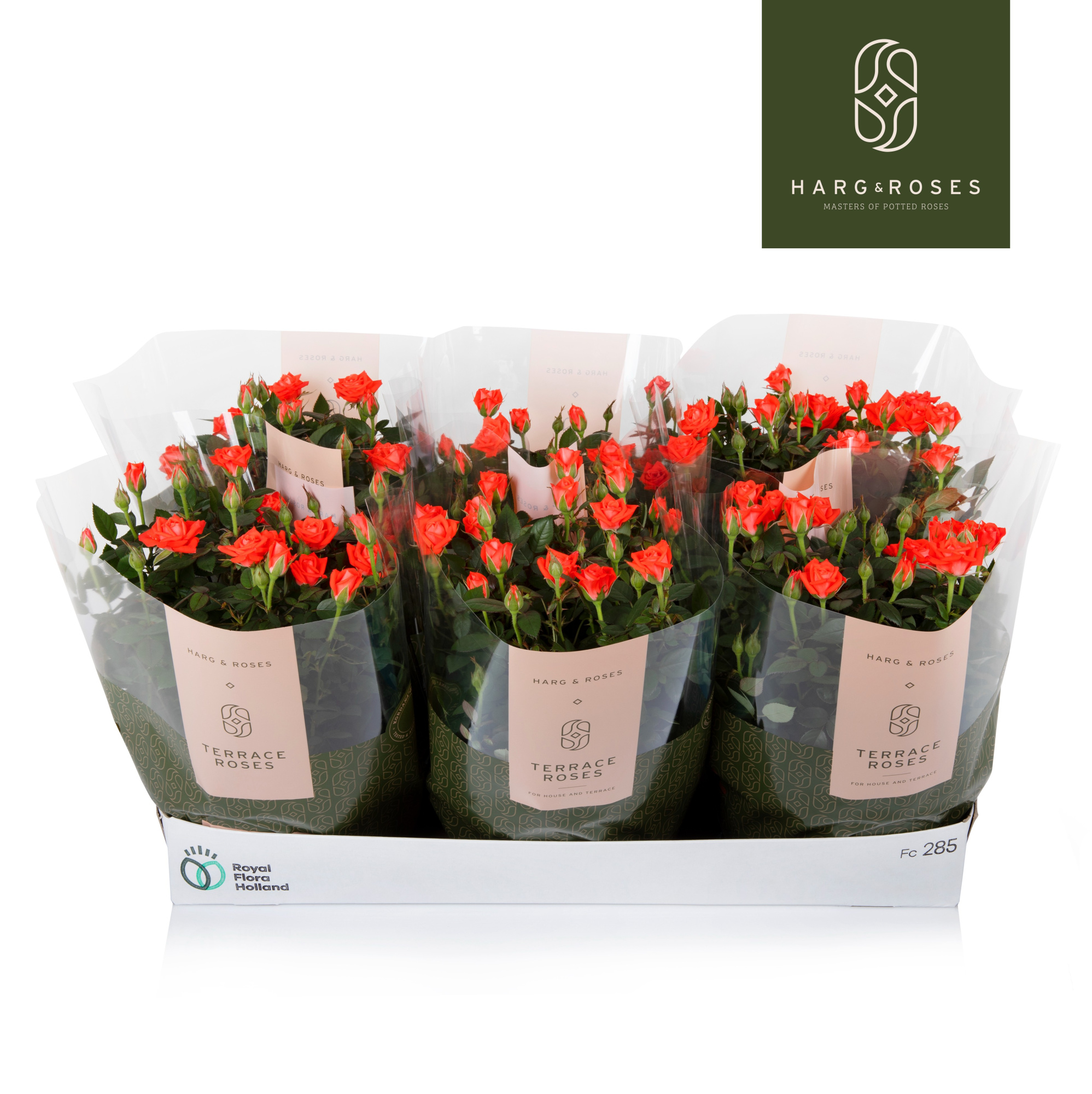 Rosa Kordana Schaal Oranje, D 21 cm