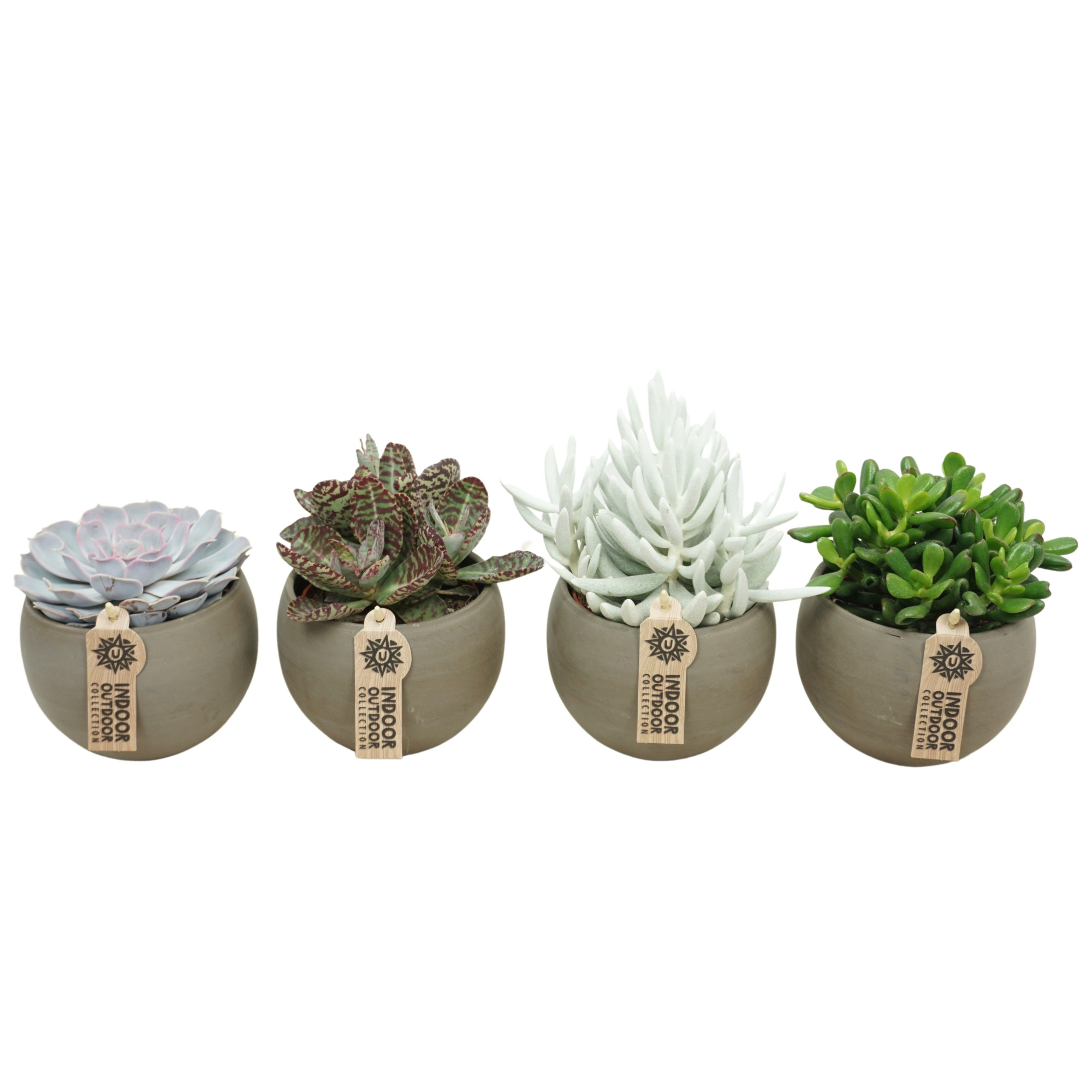 Succulent mix in 14 cm 'Bol Pot', D 10,5 cm