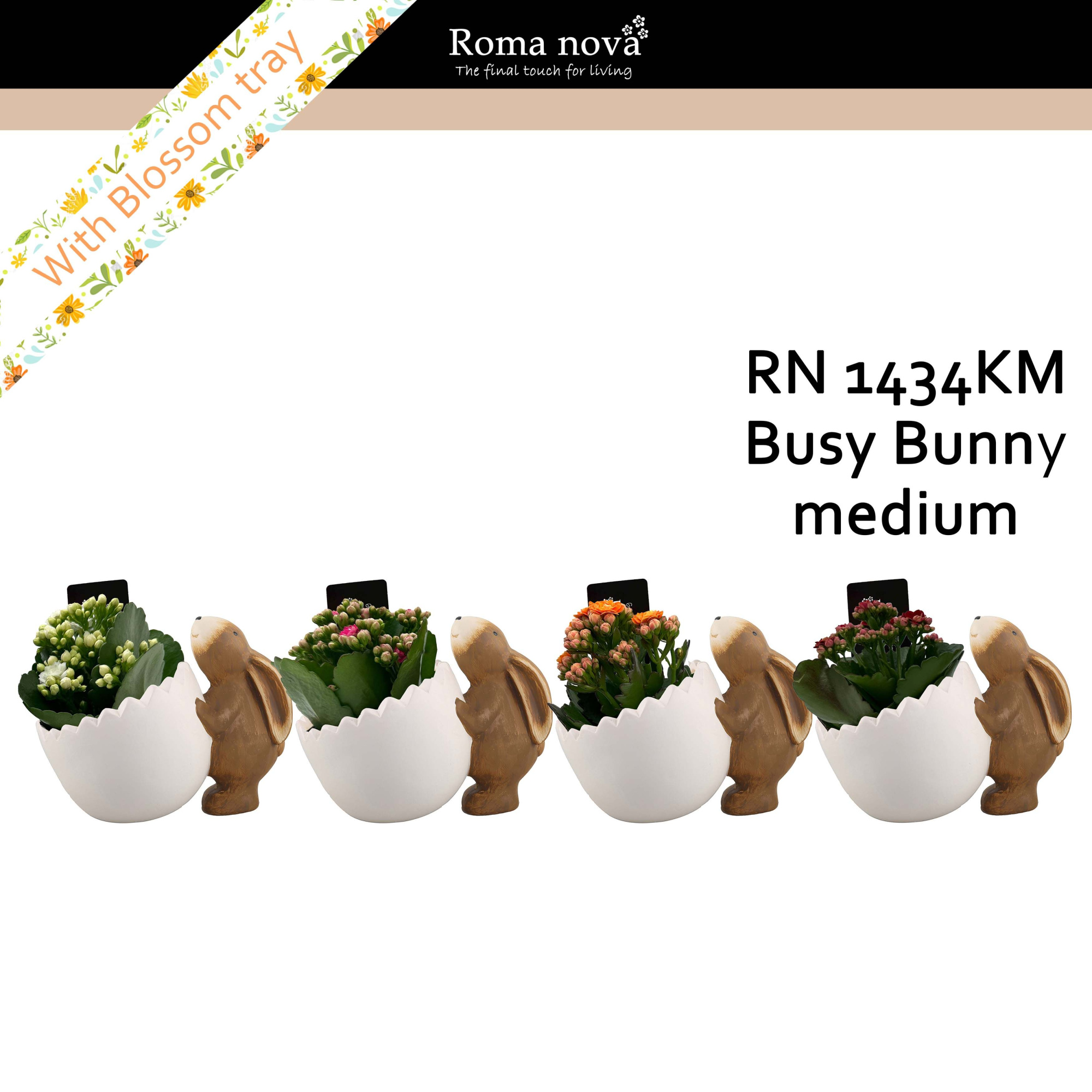 1434KM - Busy Bunny medium (Kalanchoe mix), D 15
