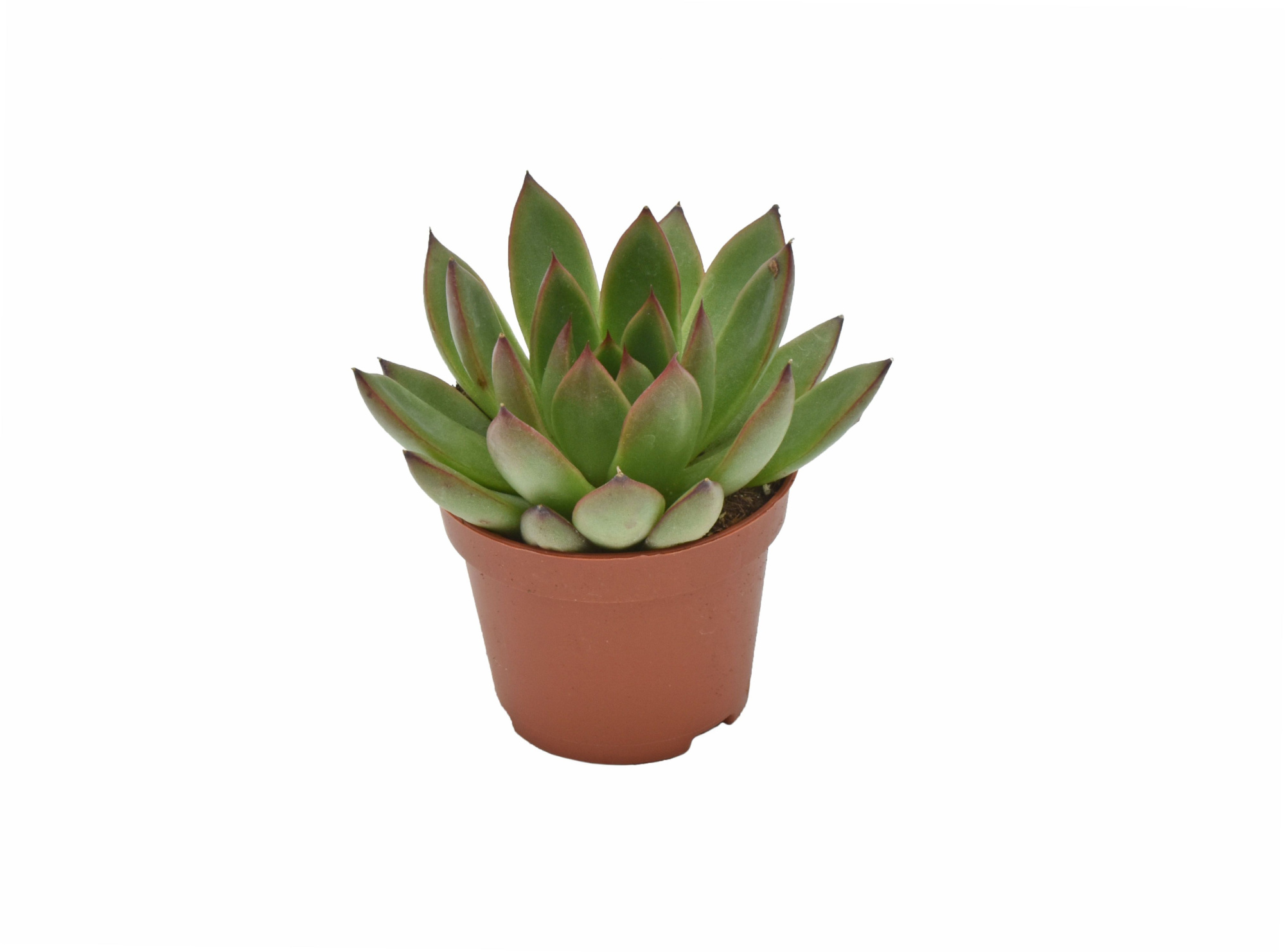 Echeveria Fiesta, D 6 cm