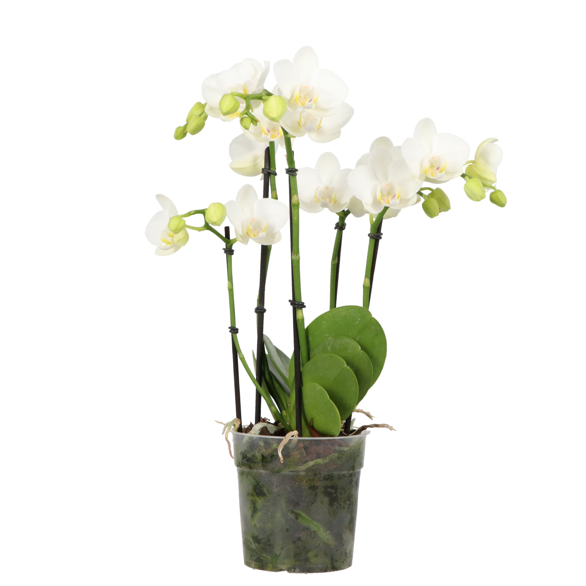 Multiflora Kijkie >3 White, D 12 cm