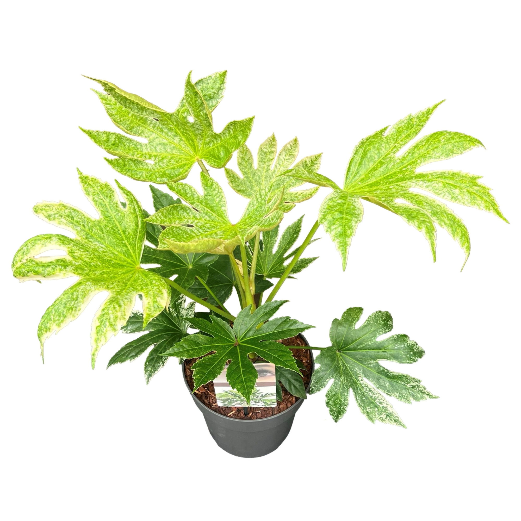 Fatsia jap. 'Spiderweb' sense, D 23 cm