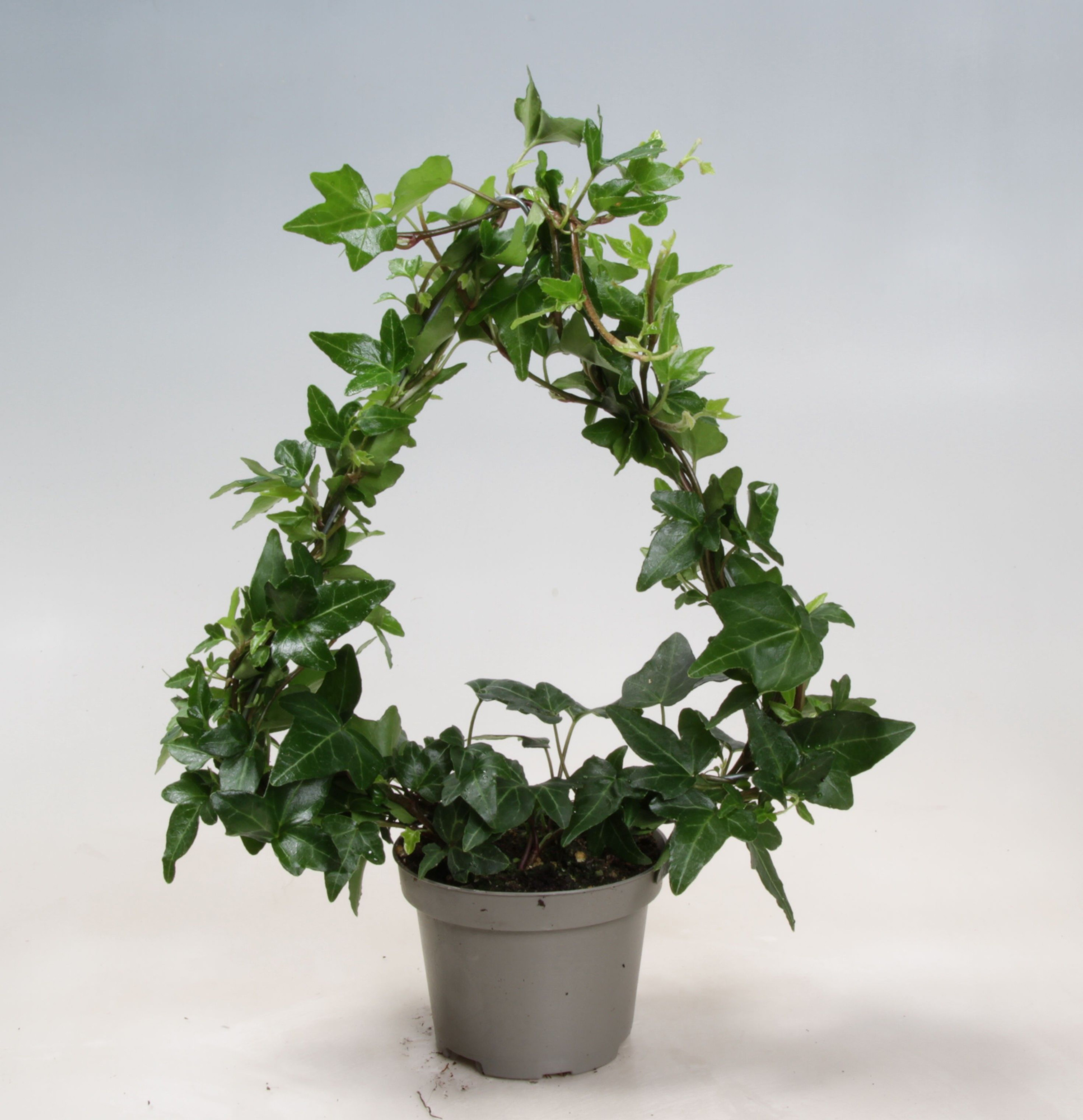 Hedera Helix Christmas tree 9 cm, D 9 cm