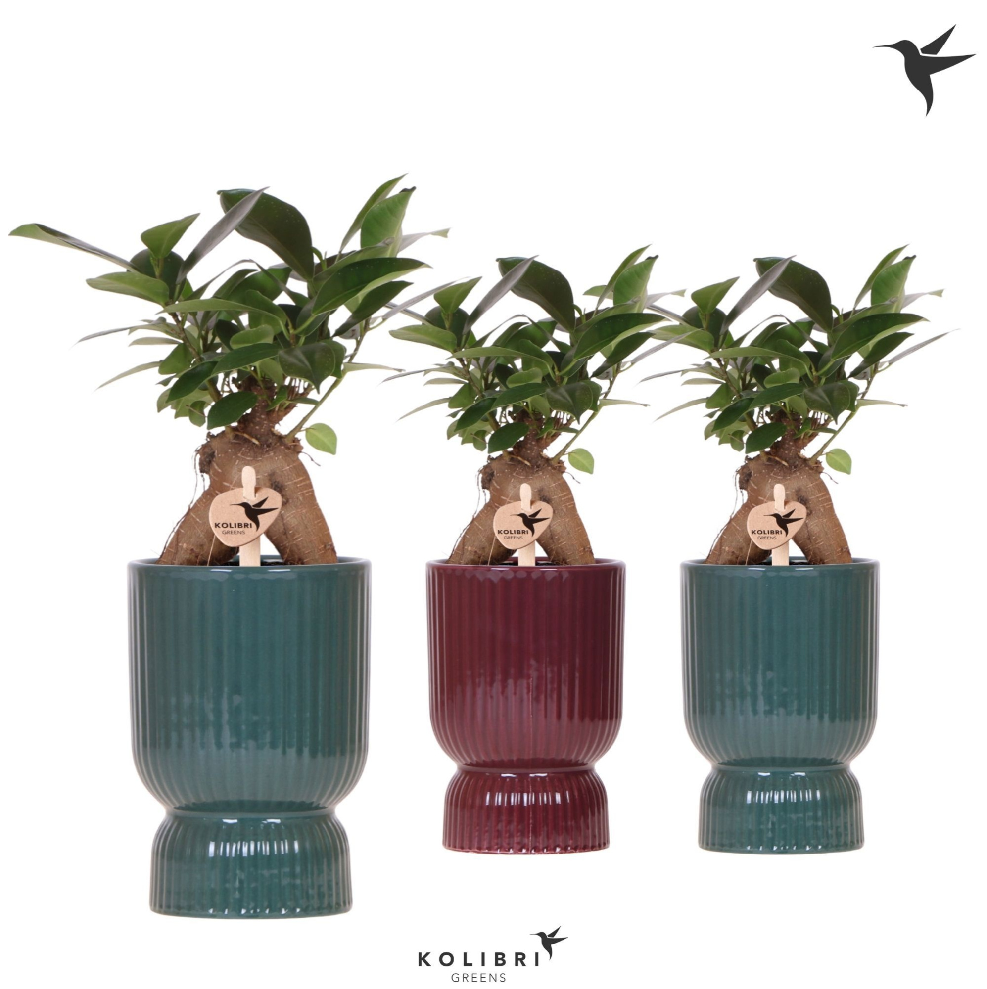 Kolibri Greens Ficus Ginseng Retusa in Diabolo pot green mix, D 9 cm