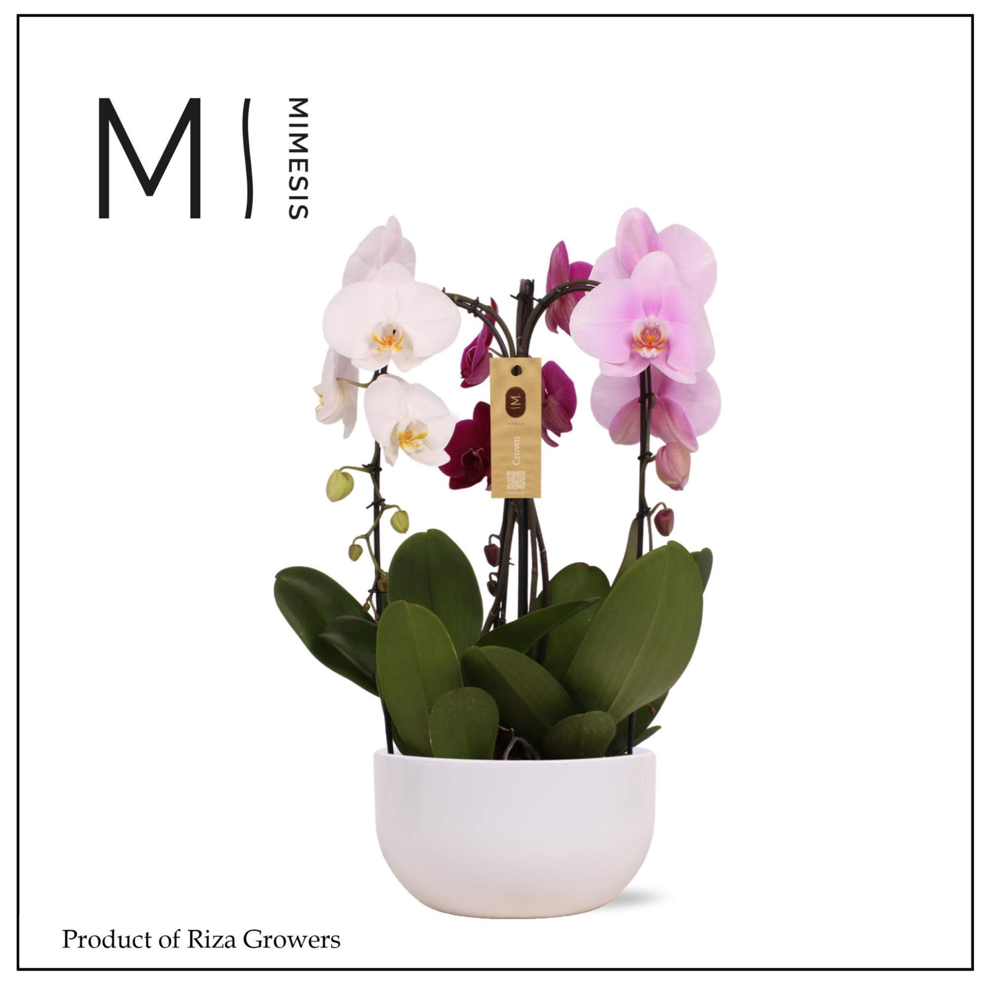 Mimesis Phal. Arrangement Crown Carnaval - 3 spike 26cm in Saskia White Ceramic, D 26 cm