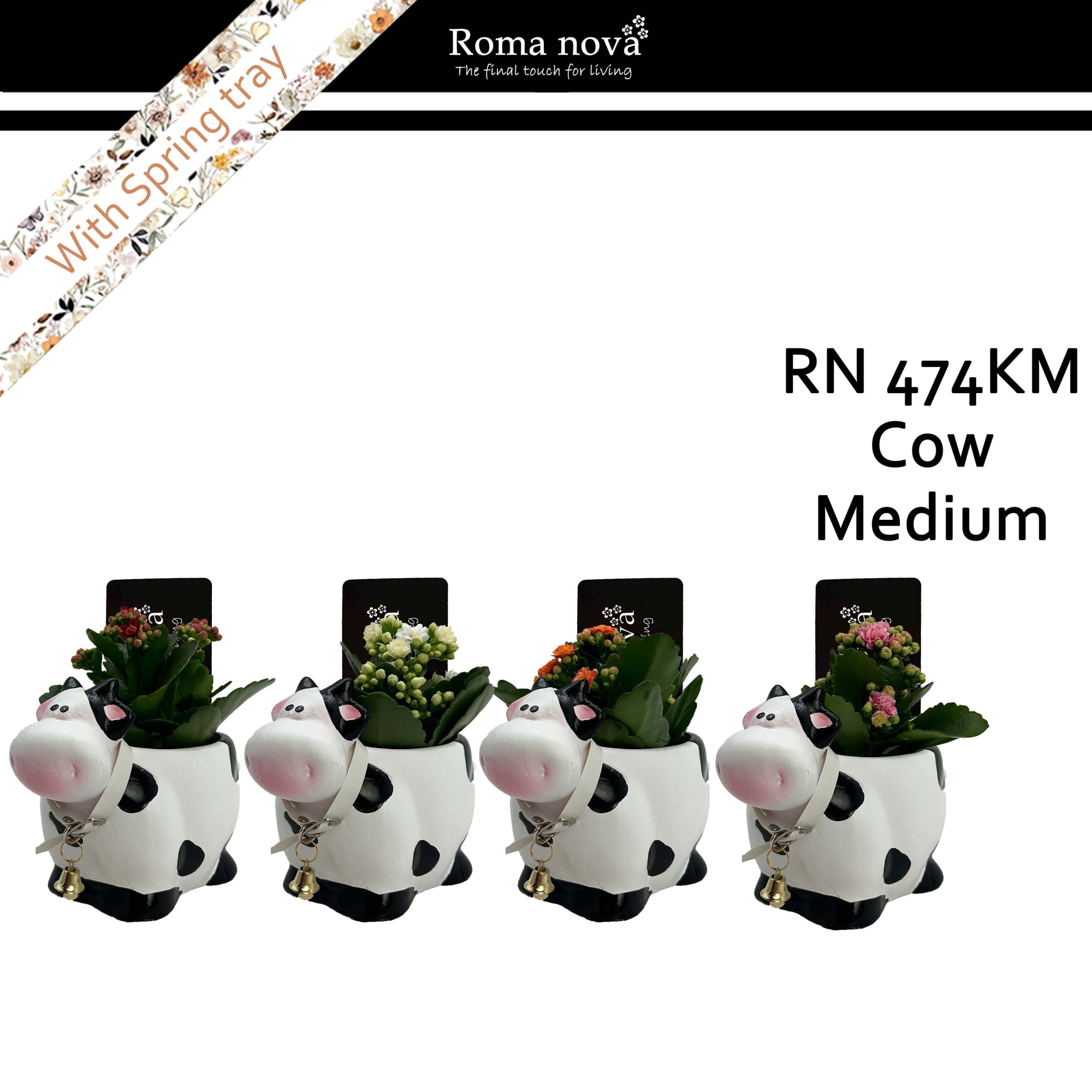 474KM - Cow Medium (Kalanchoe mix), D 16