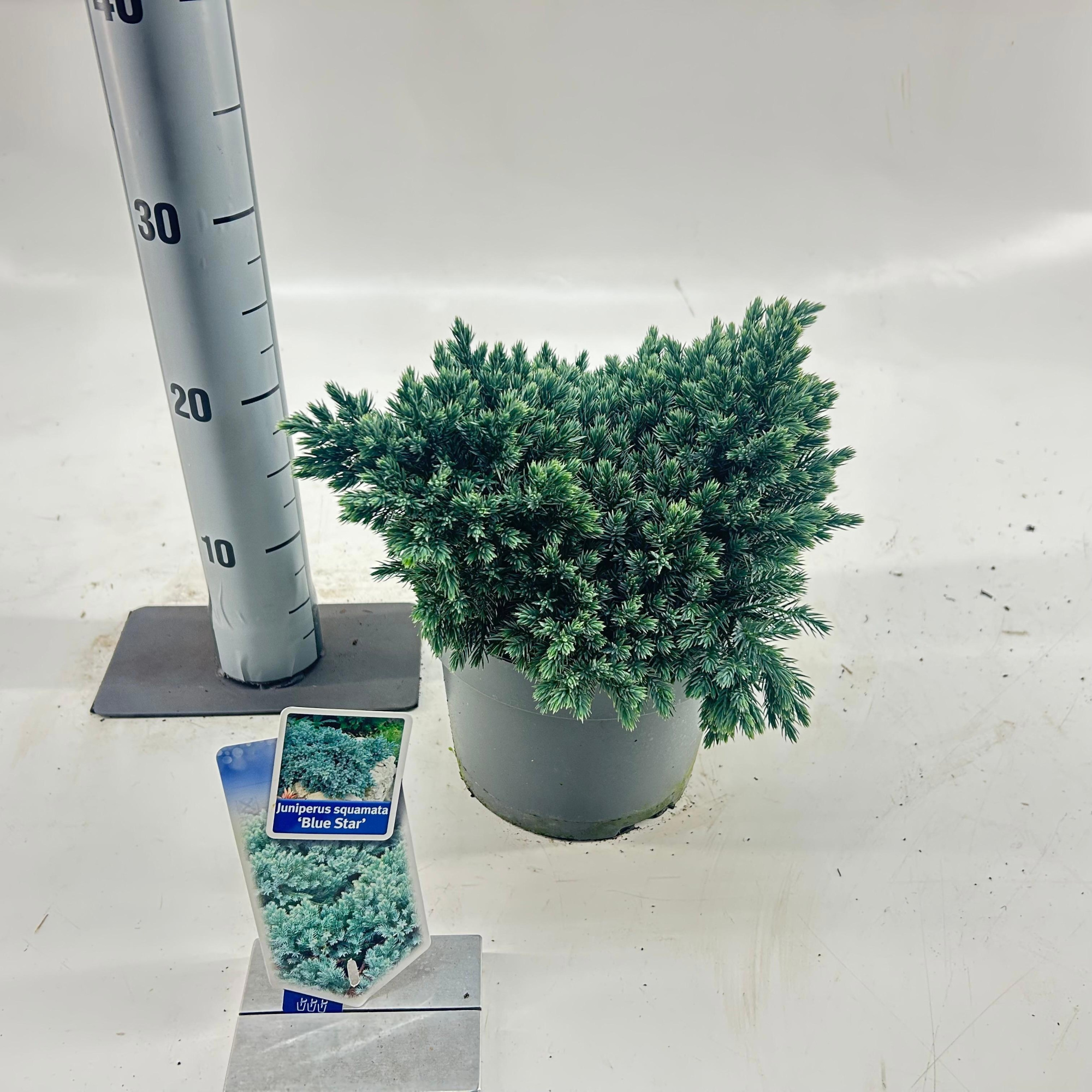 Juniperus squamata 'Blue Star', D 19