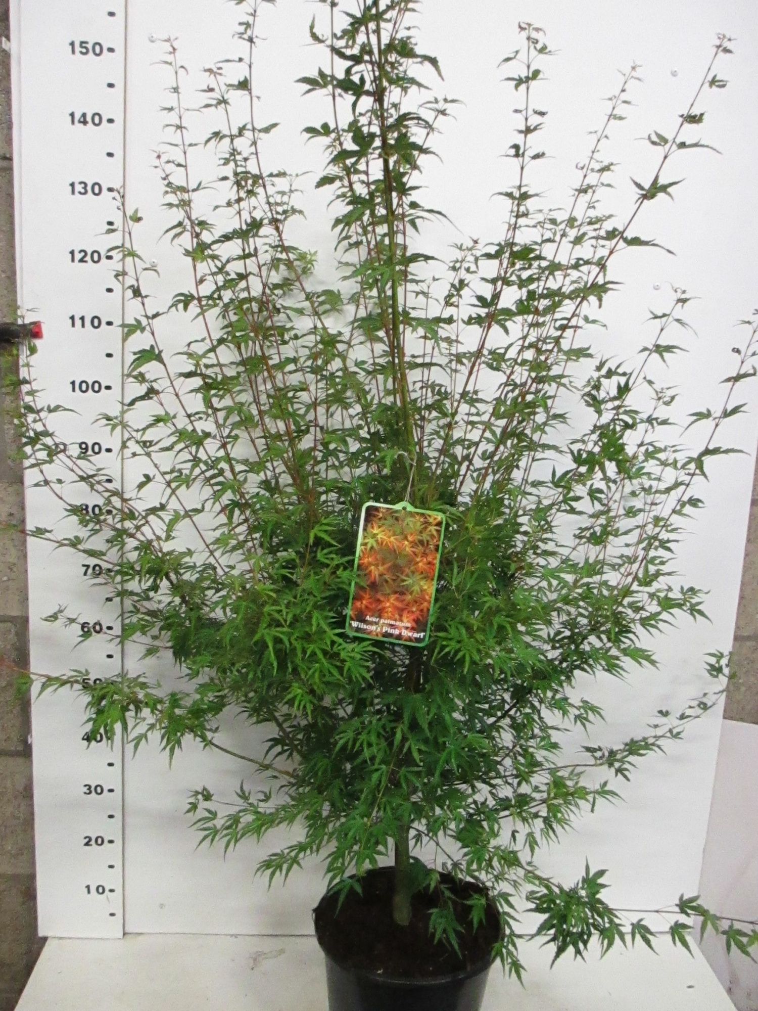 Acer palm. Wilson's Pink Dwarf 100-125 P28, D 28 cm