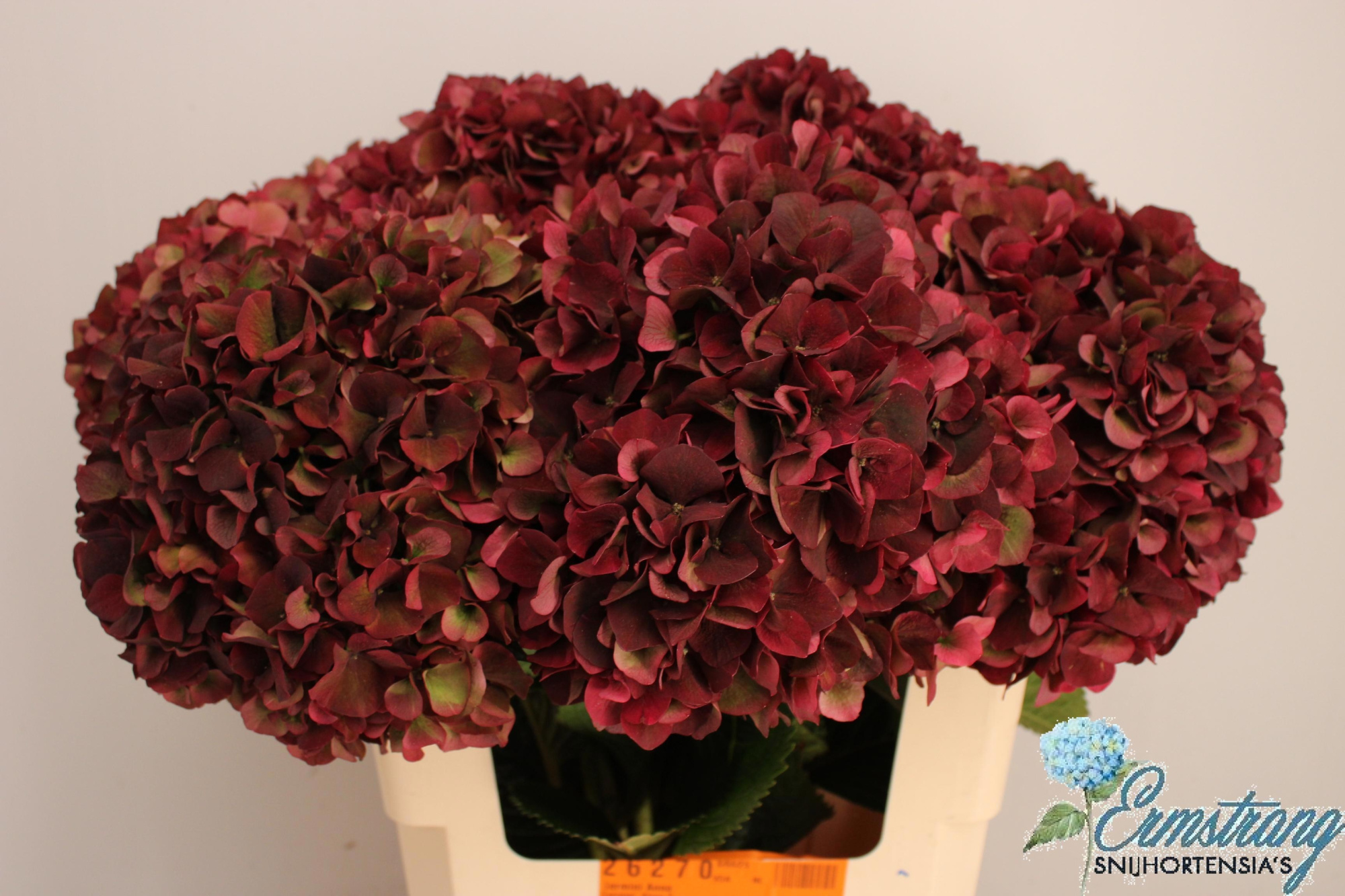 Гортензия Мэджикал Руби Рэд Классик 60, шт.