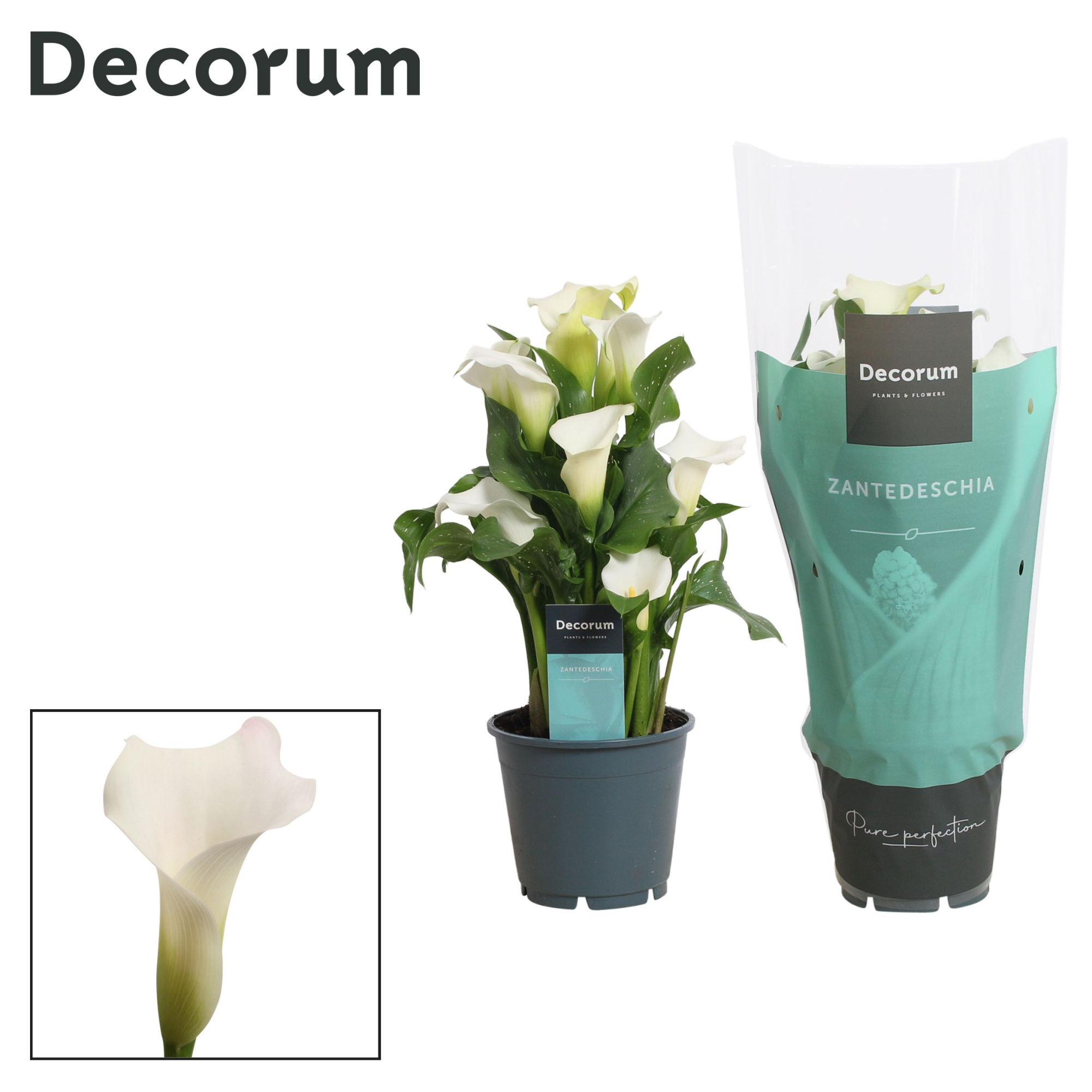 Zantedeschia (Calla) Wit (Decorum), D 14