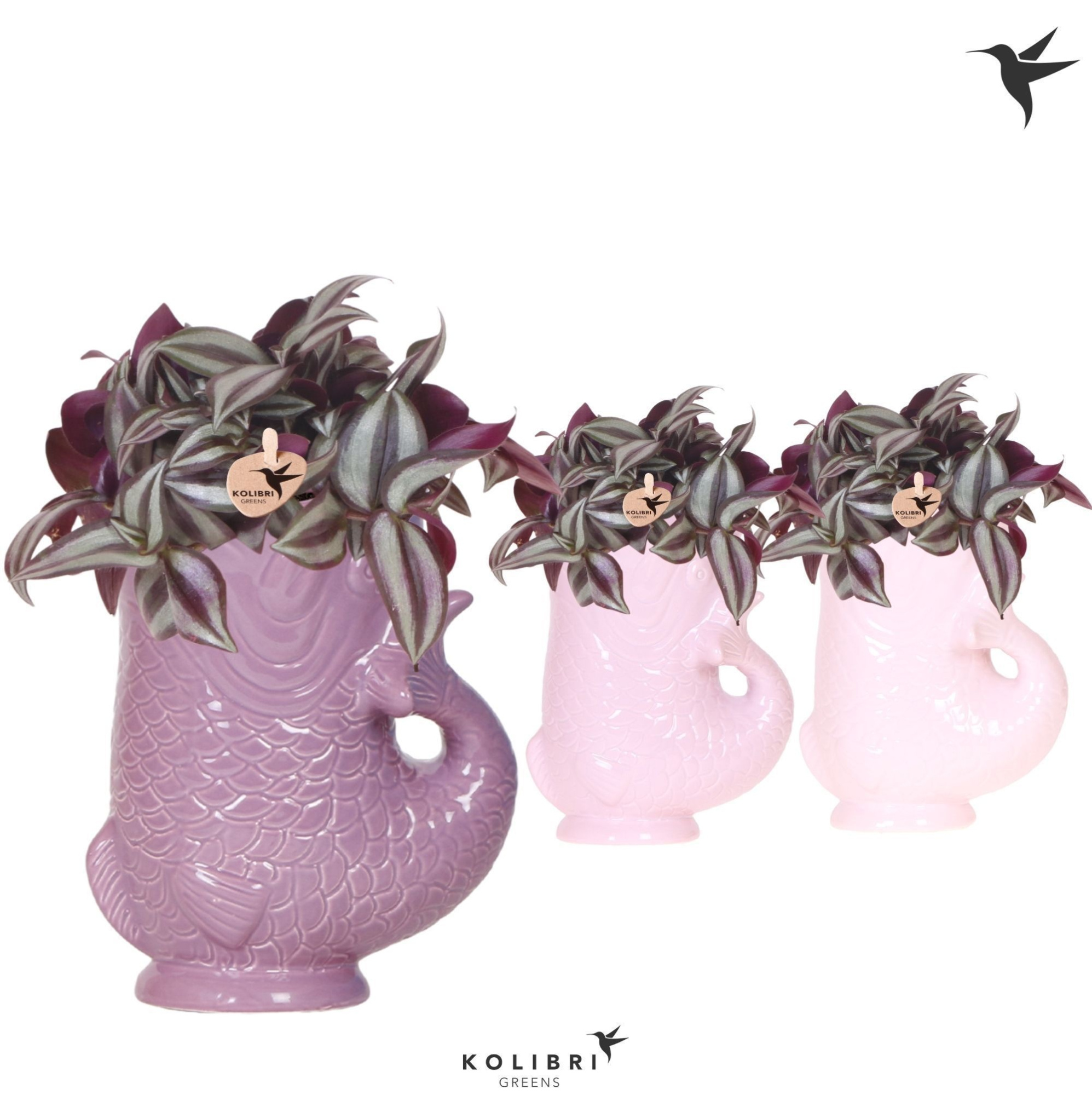 Kolibri Greens Tradescantia Zebrina in Fish pot pink mix, D 9