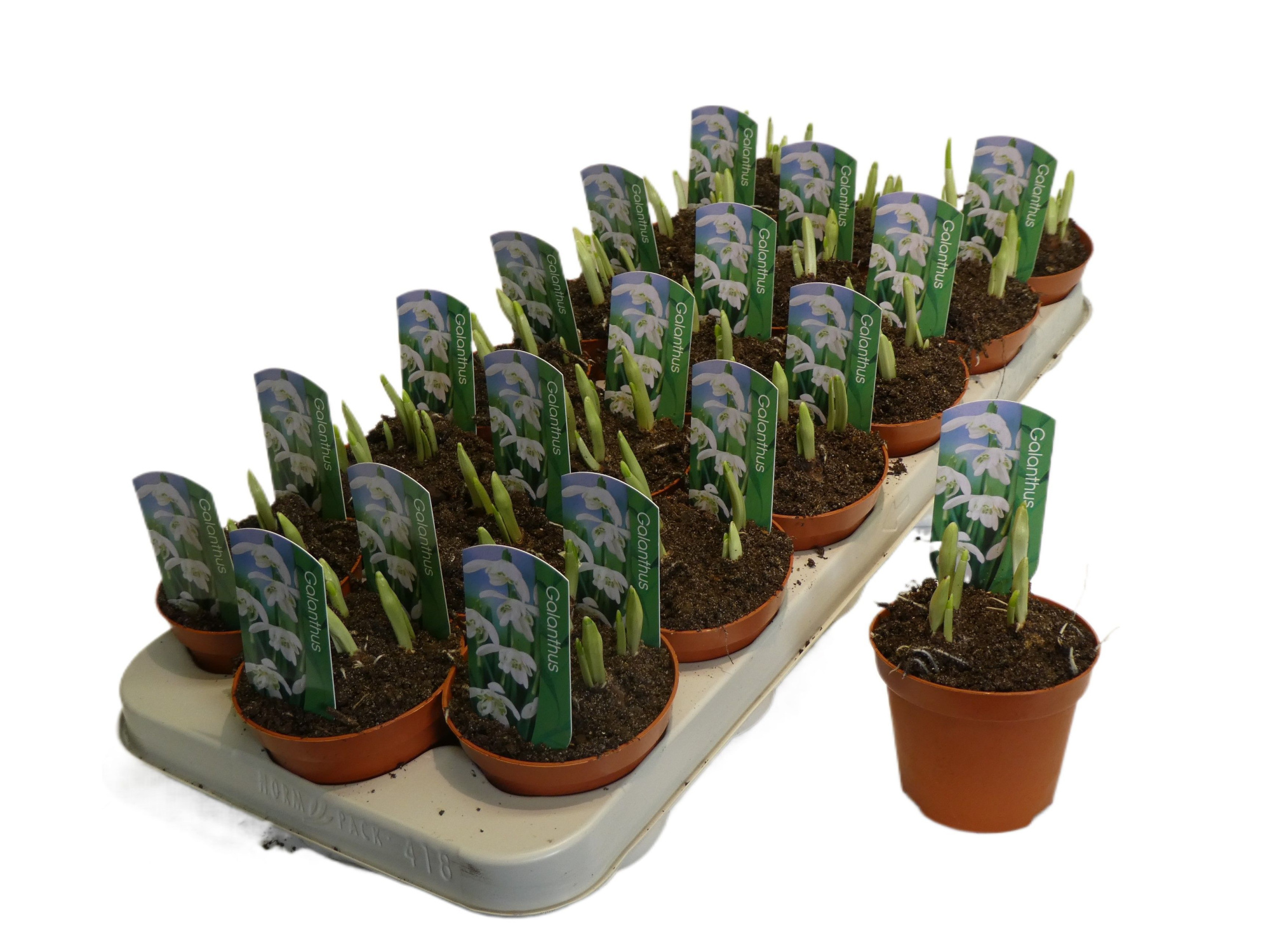 Galanthus nivalis dubbel, D 9