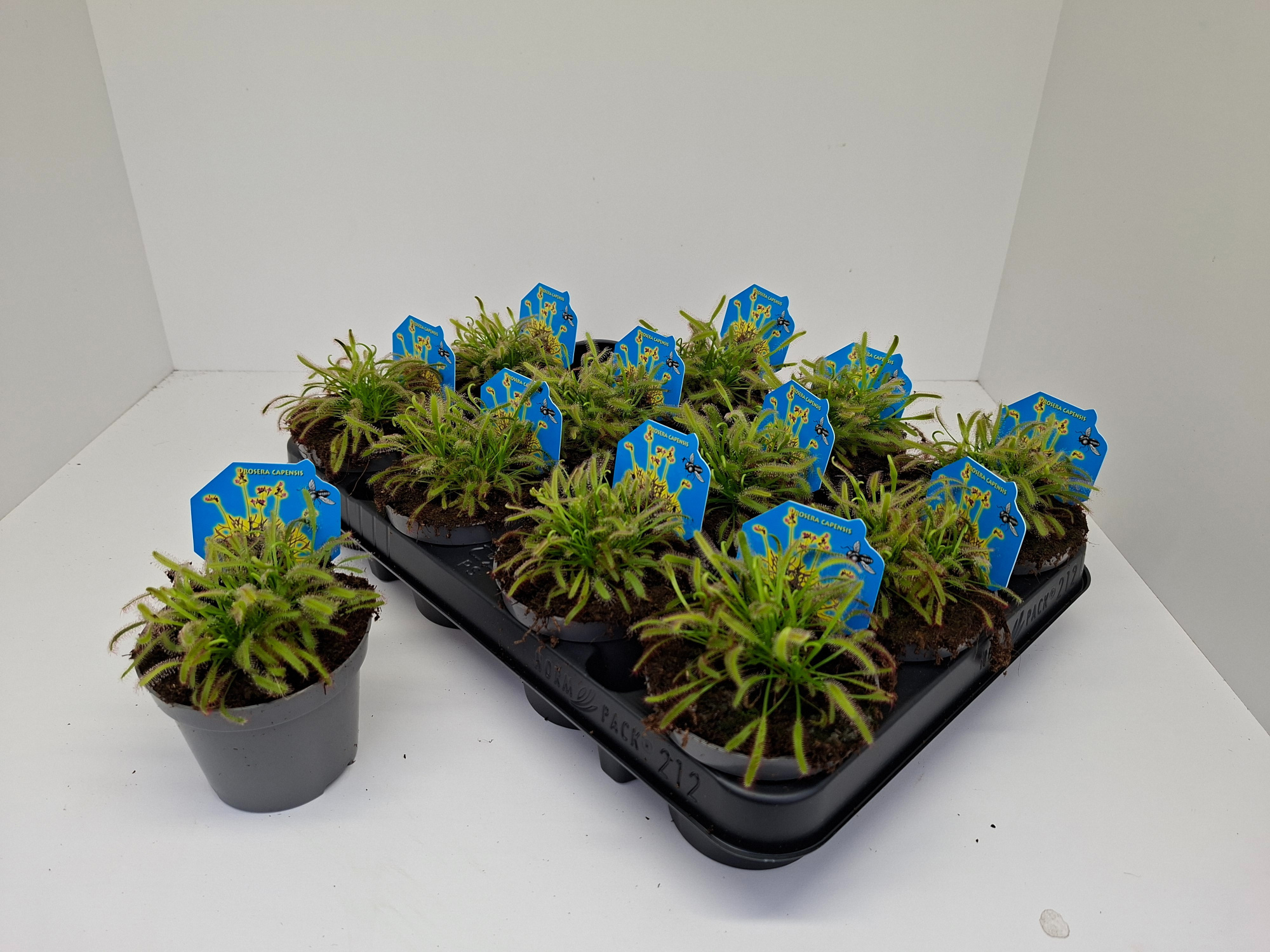 Drosera Capensis, D 9