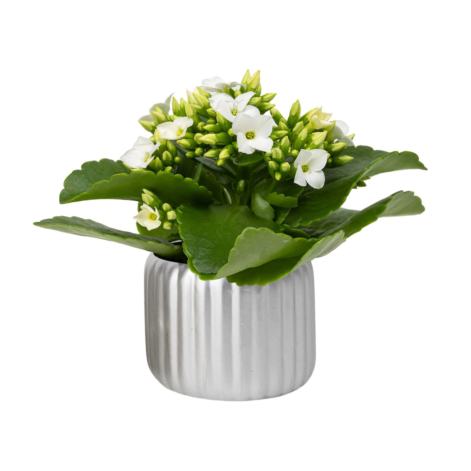 Vertical Silver with Kalanchoe, D 6