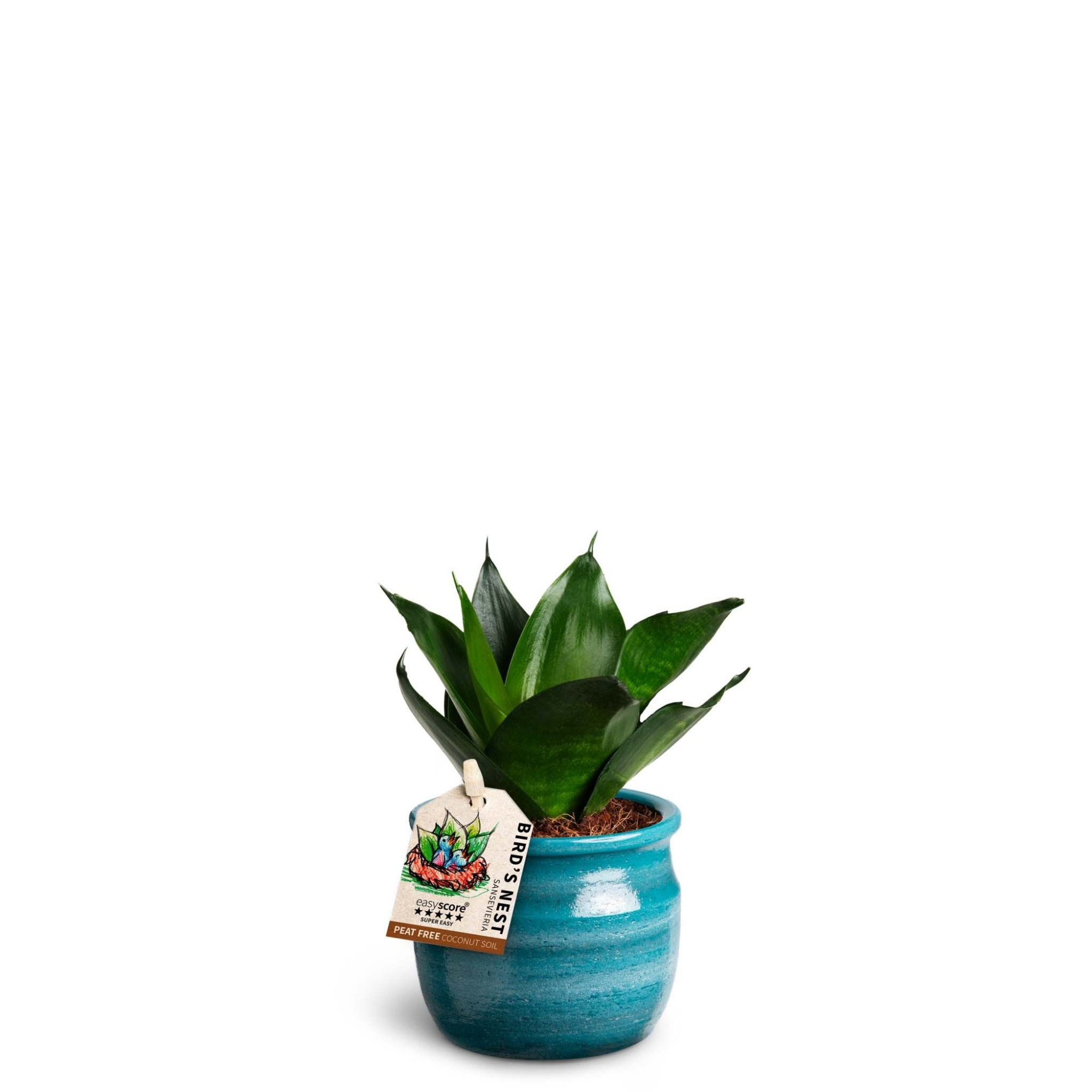 Maceta Teal, Sansevieria Hahnii Black, D 7