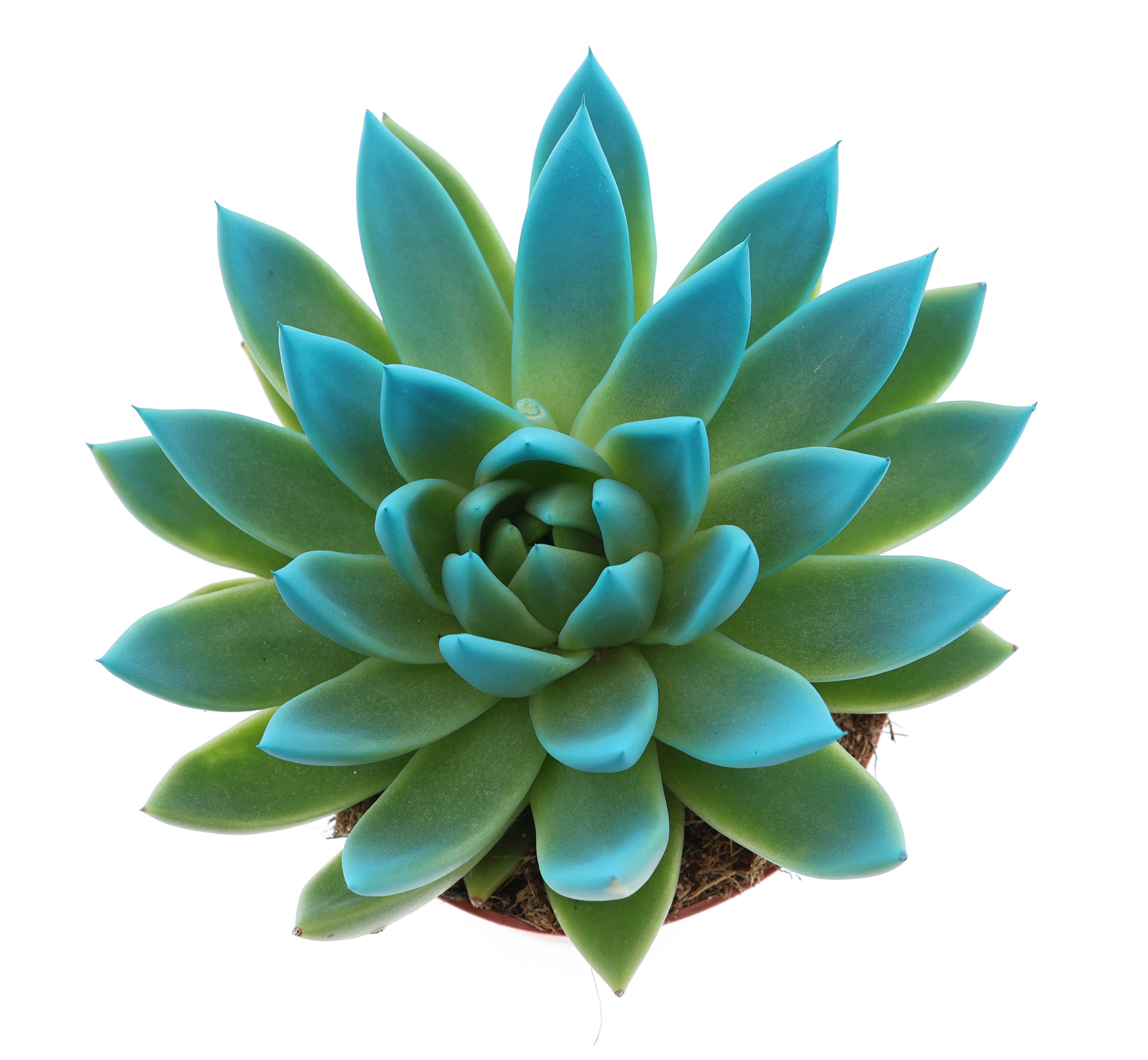 Miranda tips sky blue, D 12