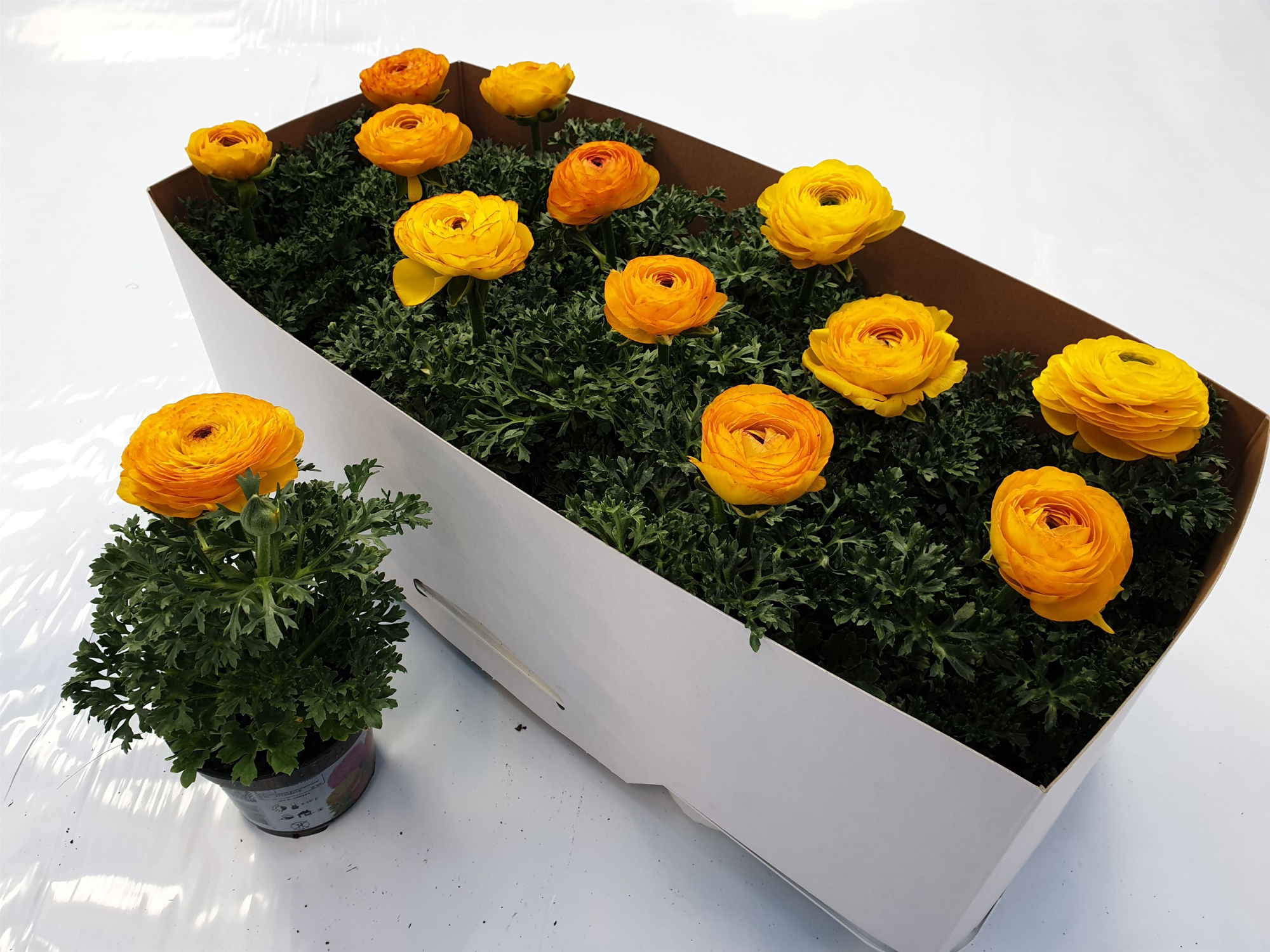 Ran. Maché yellow / Bicolor, D 10,5