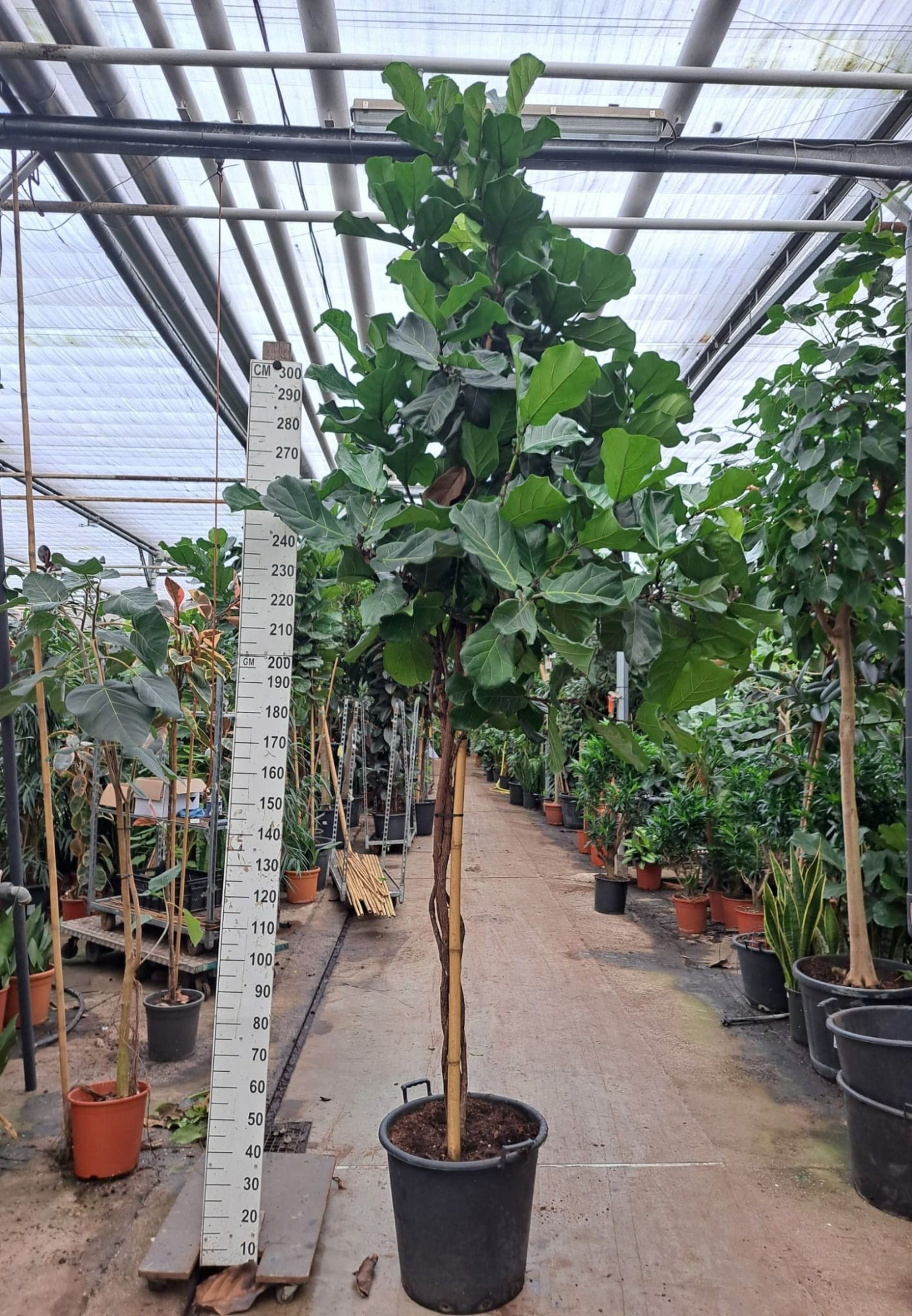 Ficus Lyrata multistam 380, D 60 cm