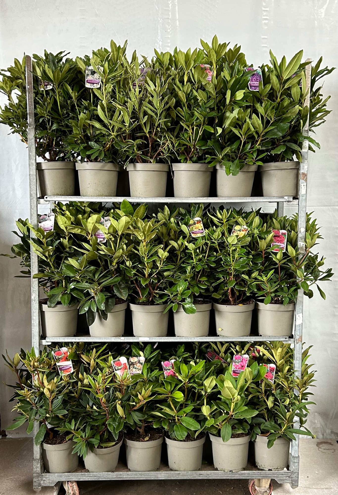 Rhododendron mix kar, D 23