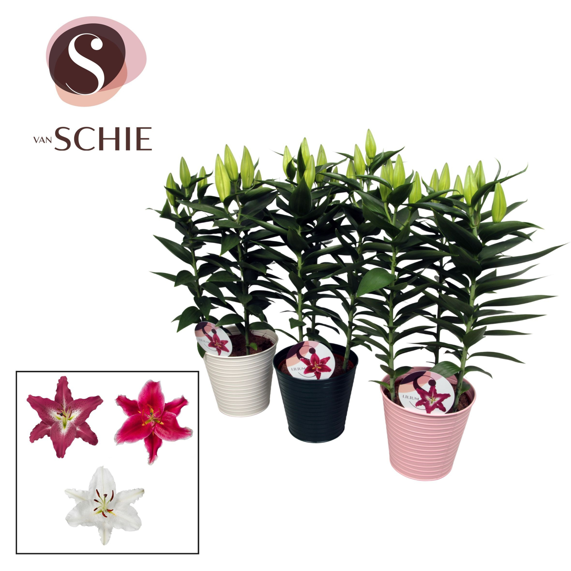 Oriental Mix 17cm ZINK, D 18 cm