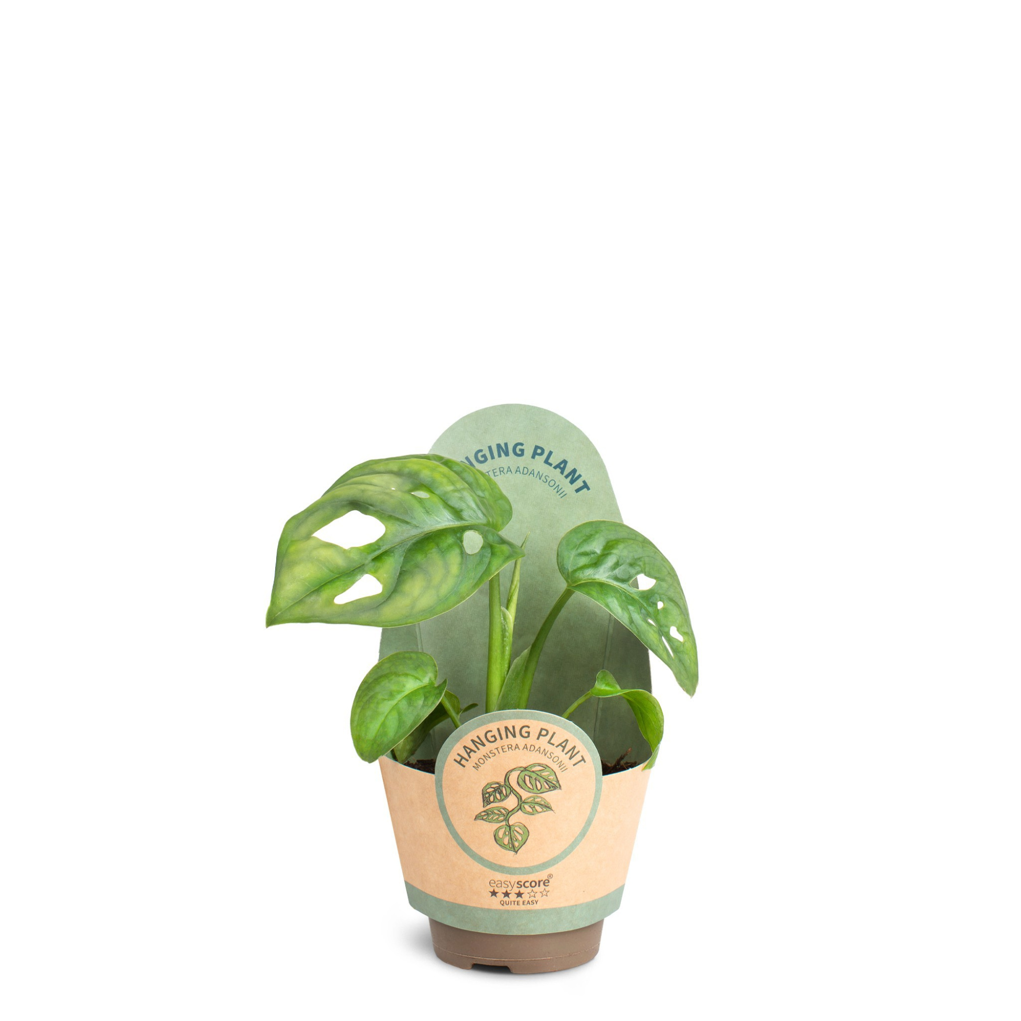 Monstera adansonii, D 6