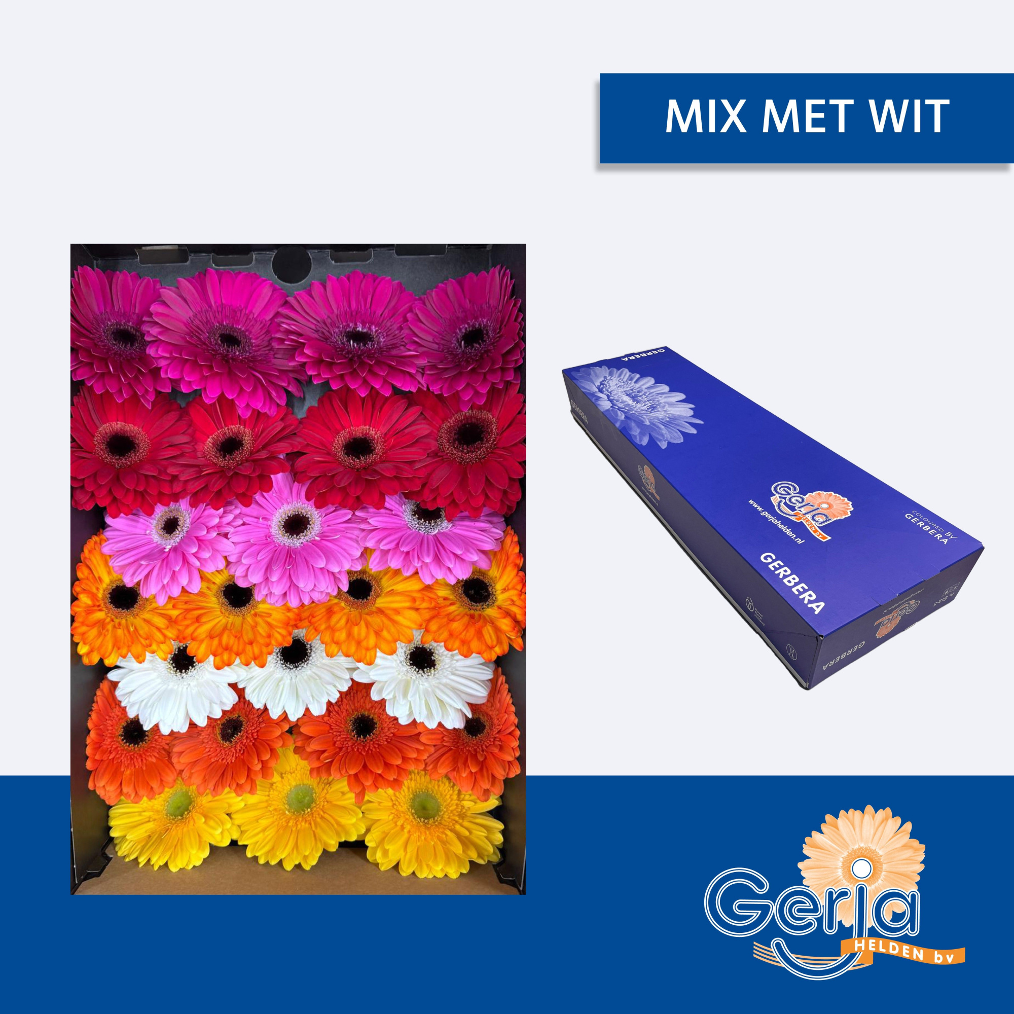 Гербера Микс в линию x50, шт.