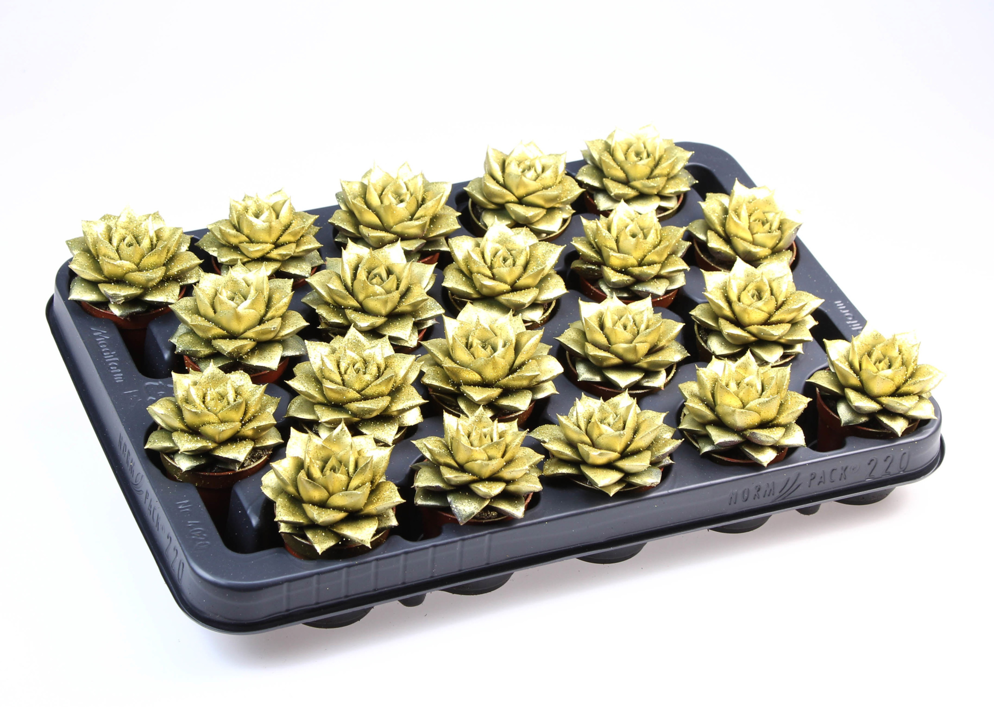 Purper goud + bio glitter, D 5,5