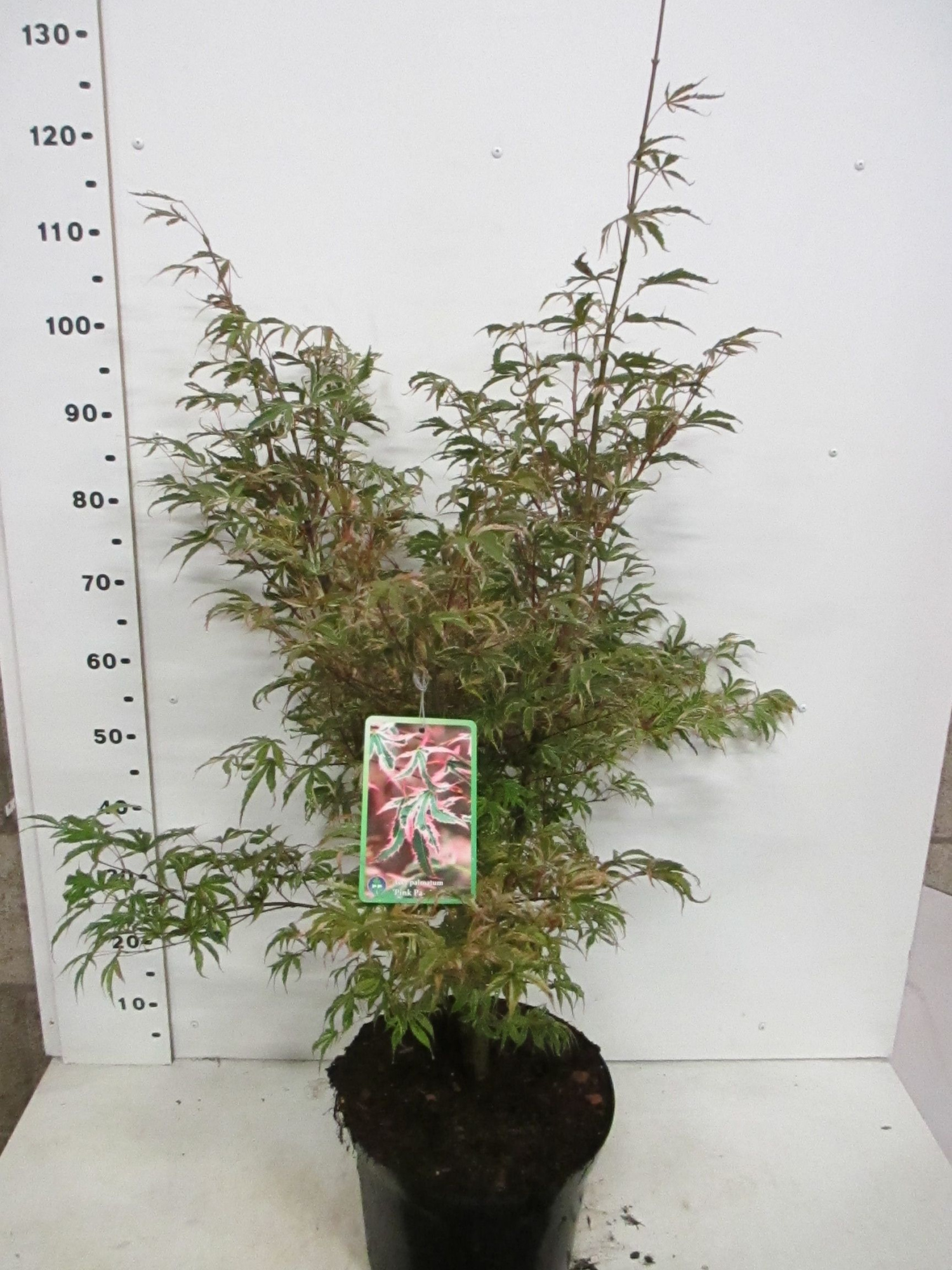 Acer palm. Pink Passion 80-100 P30, D 30 cm