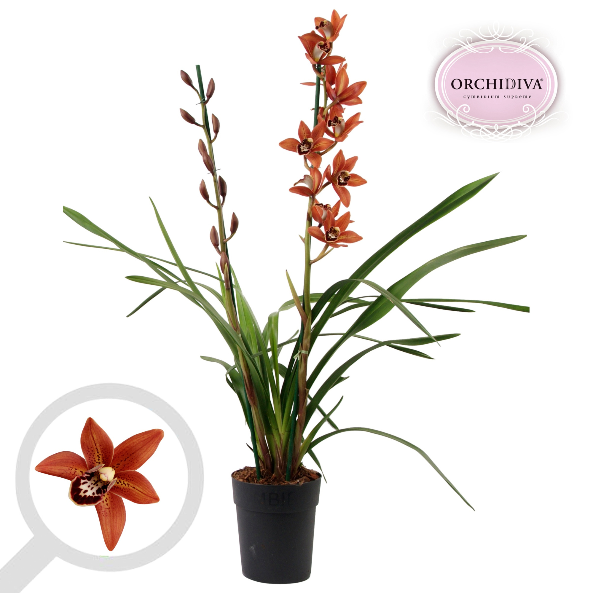 Cymbidium oranje 2 tak, D 14 cm