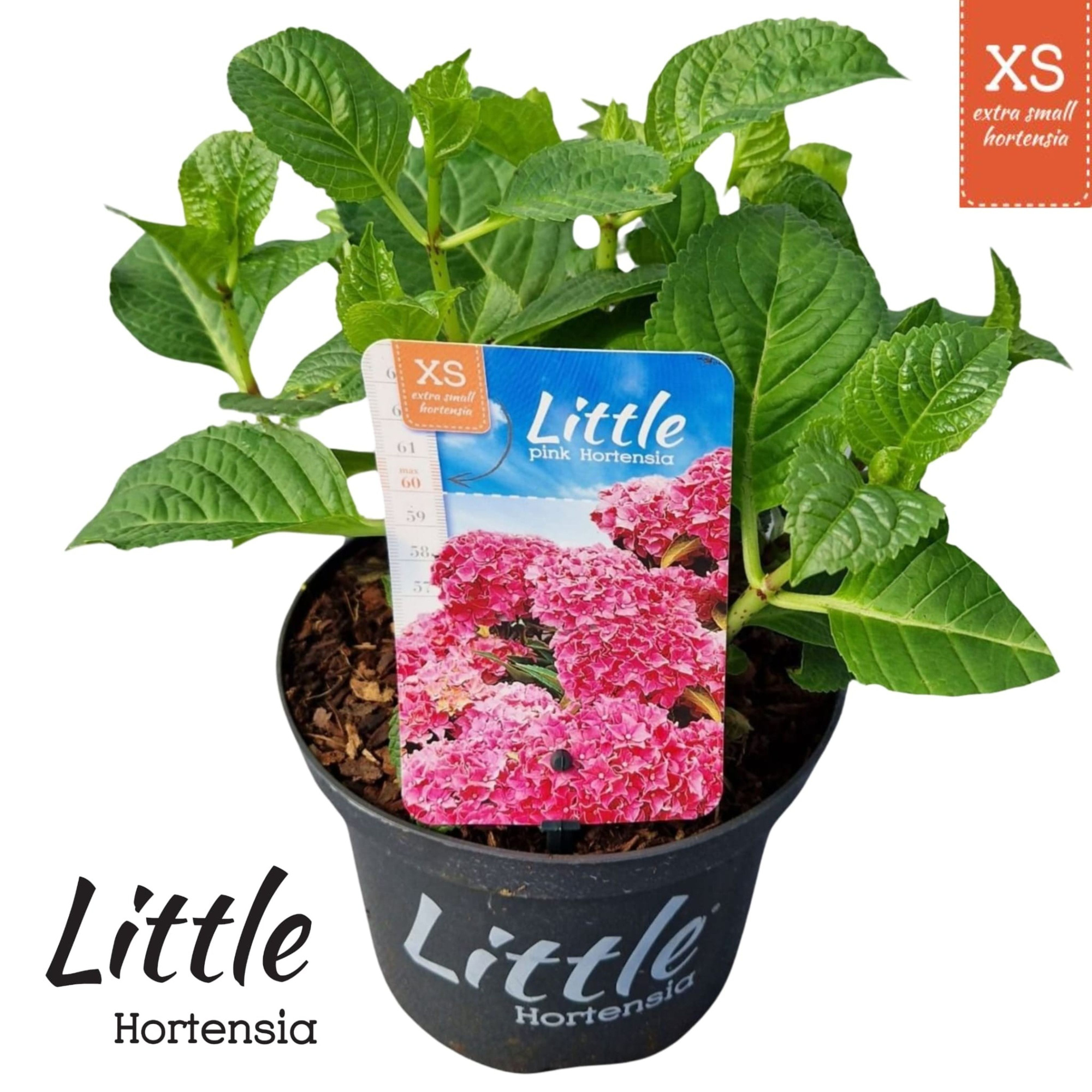 Hydrangea macr. 'Little Pink' ® (Little XS), D 17 cm