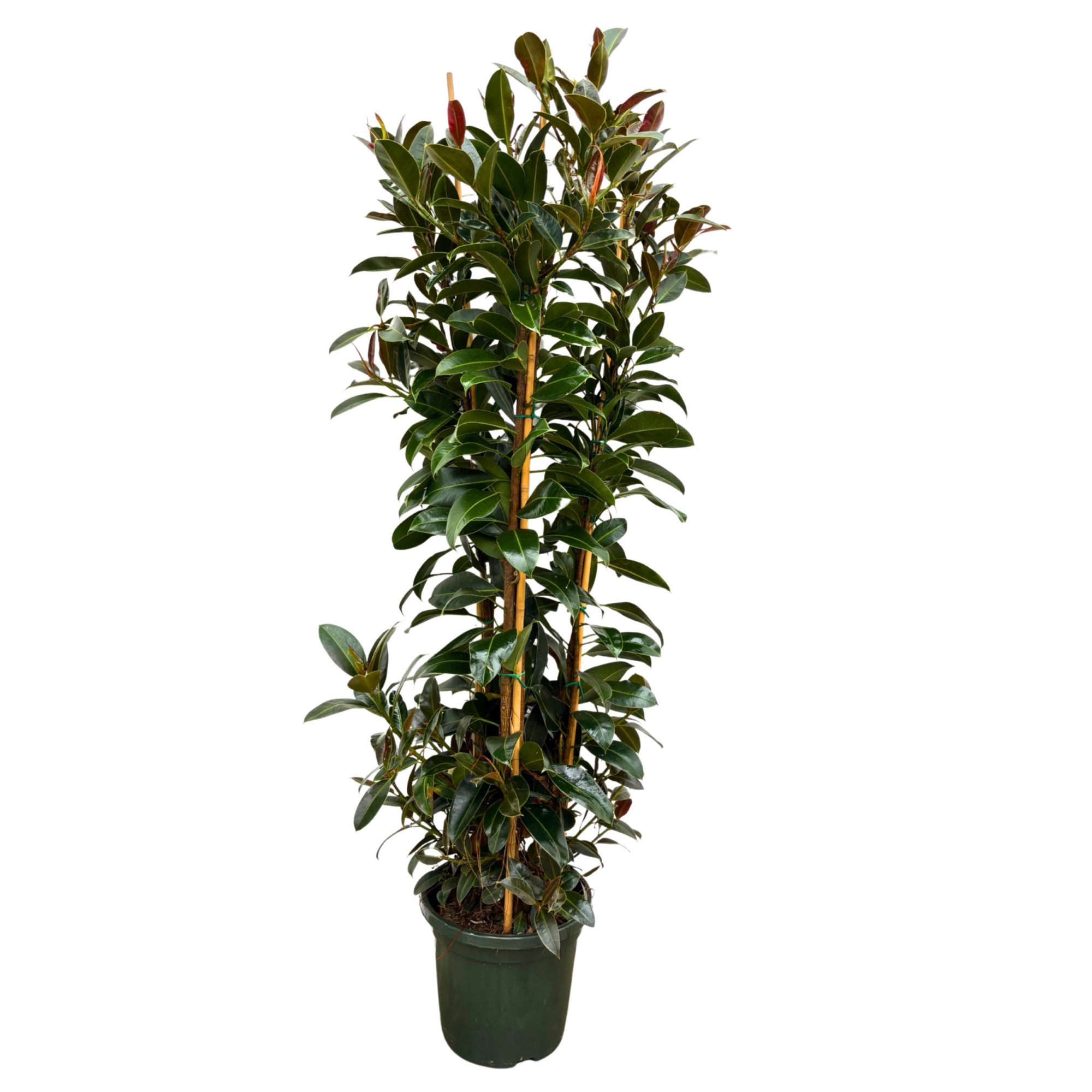 Ficus 'Melany', D 40 cm