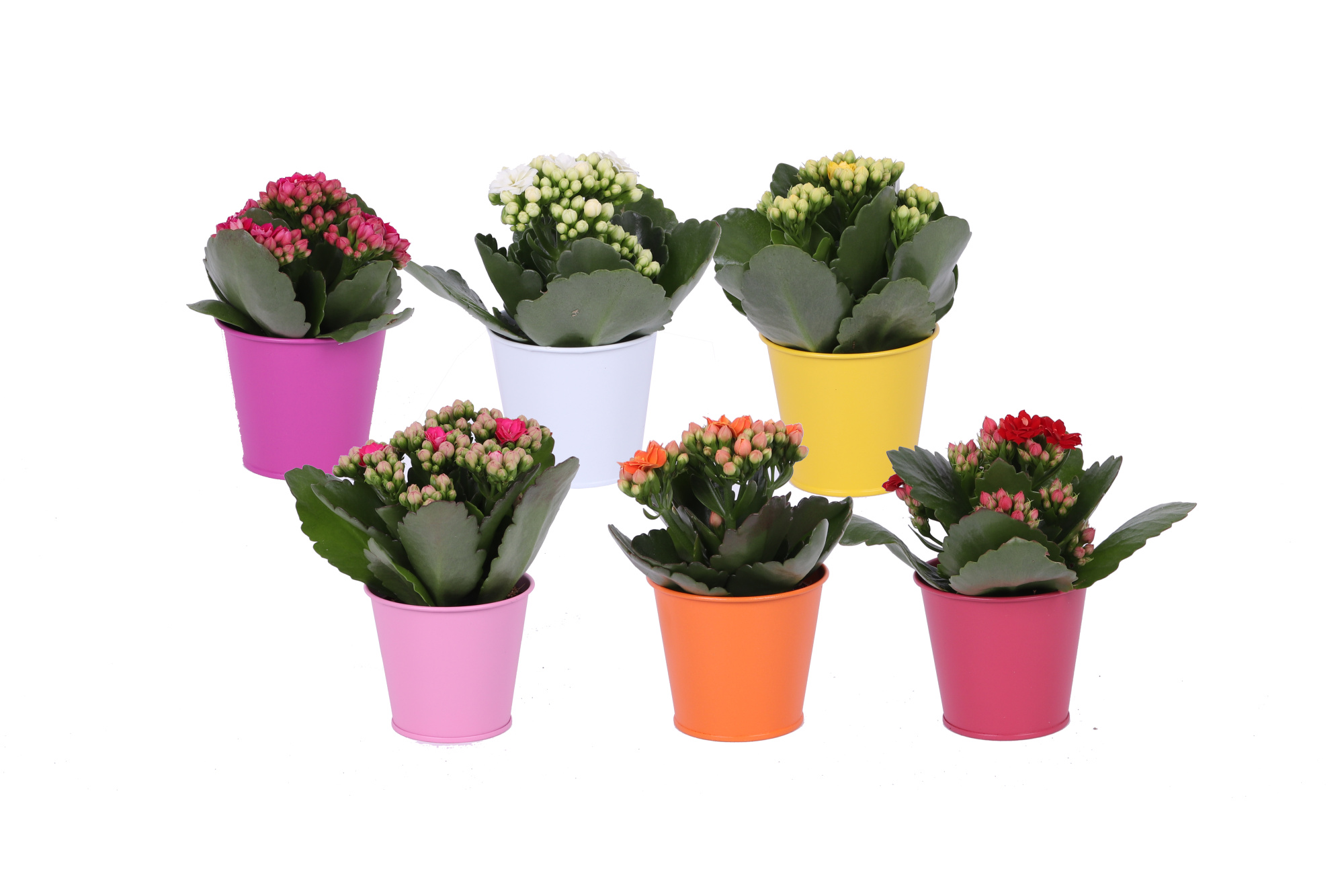 KP-890.1 - Rosalina 6cm in gekleurd zink, D 6