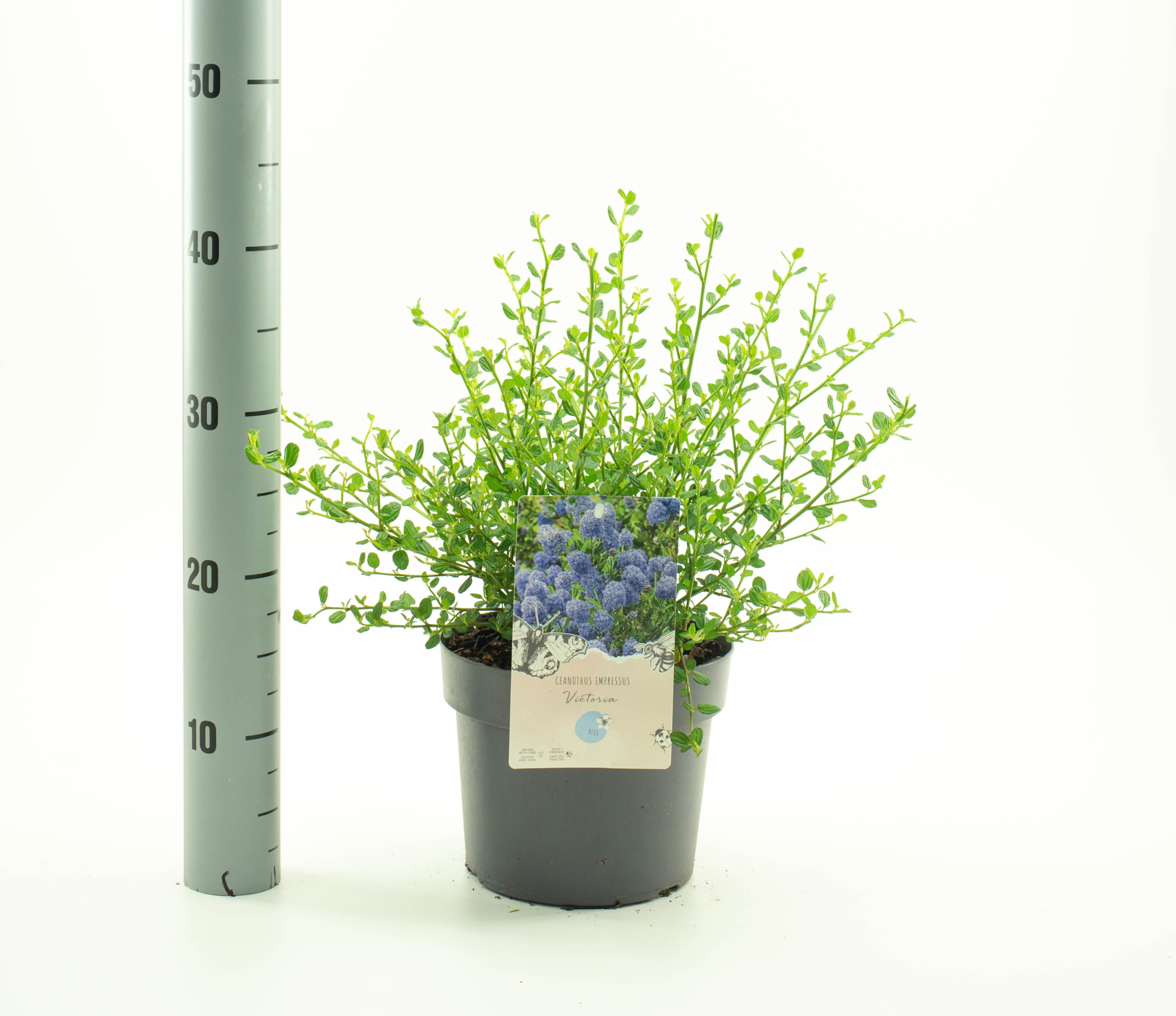 Ceanothus imp. 'Victoria', D 19