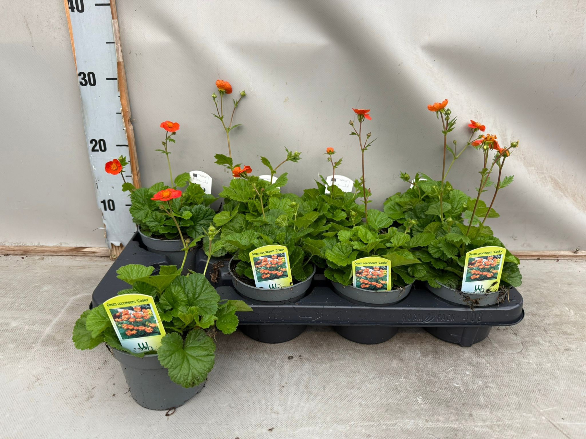Geum coccineum, D 12 cm