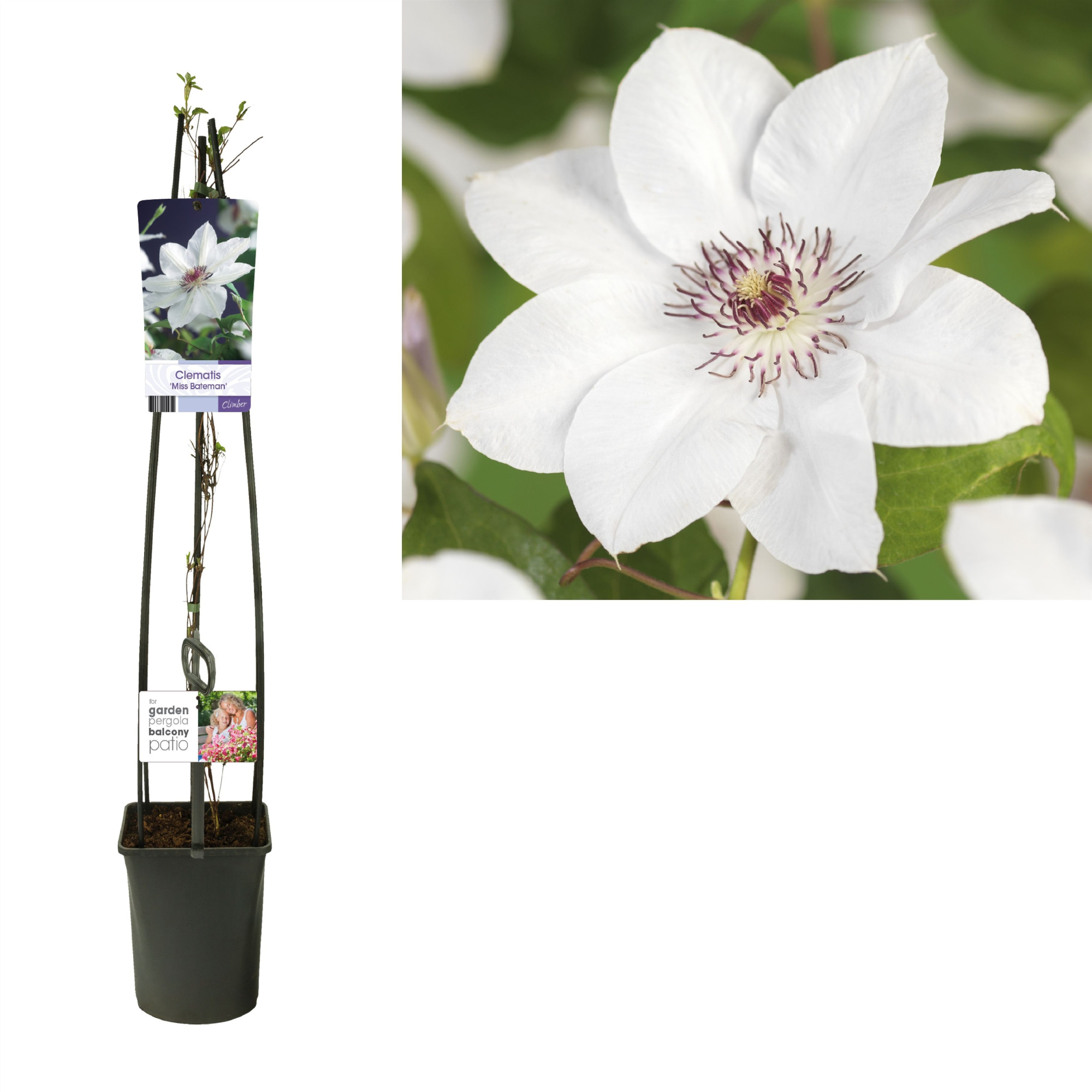 Clematis 'Miss Bateman' +light label, D 23 cm
