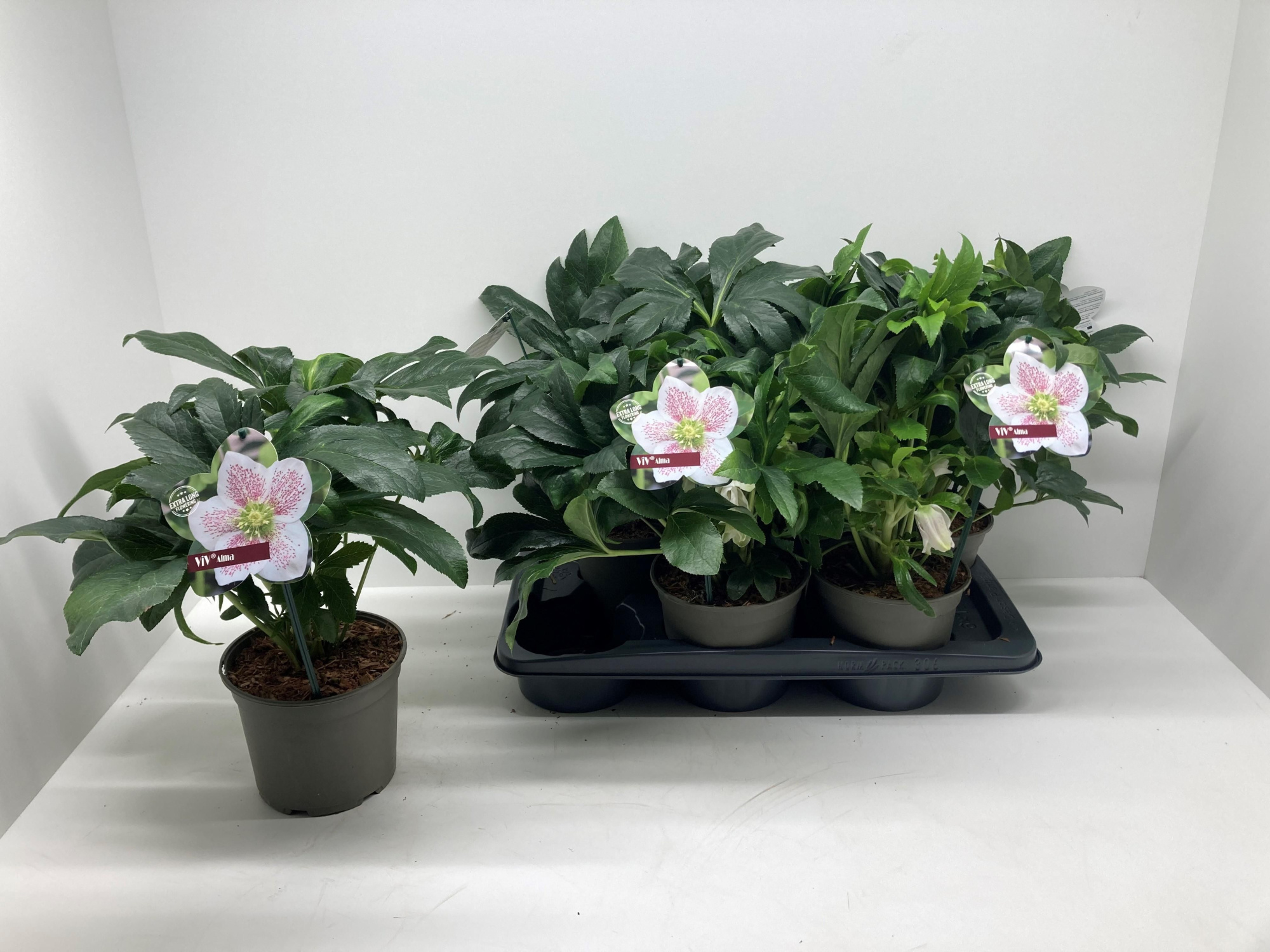 Helleborus orientalis 'ViV Alma', D 17 cm