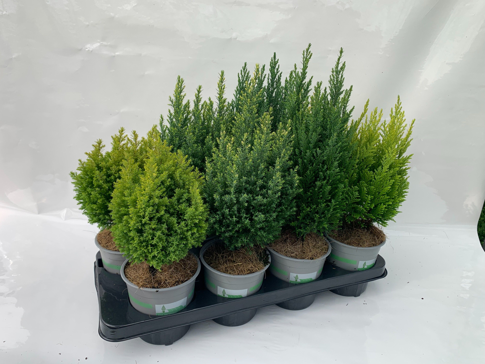 Coniferen opgaand gemengd, D 13