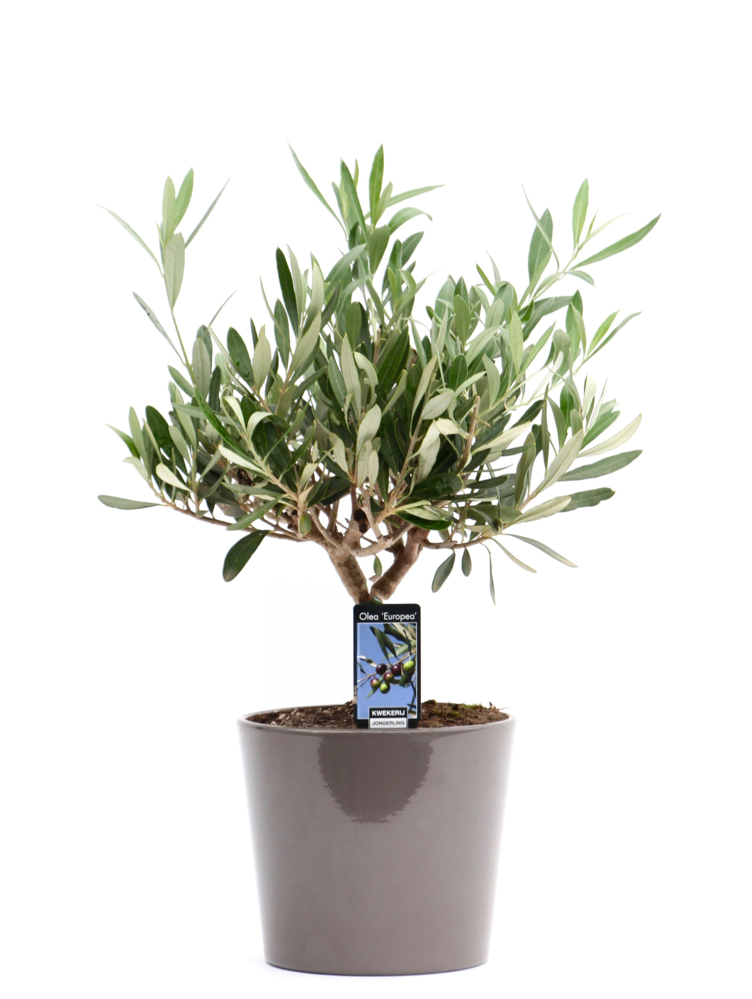 Olea Olijf in Keramiek Roma taupe, D 16 cm