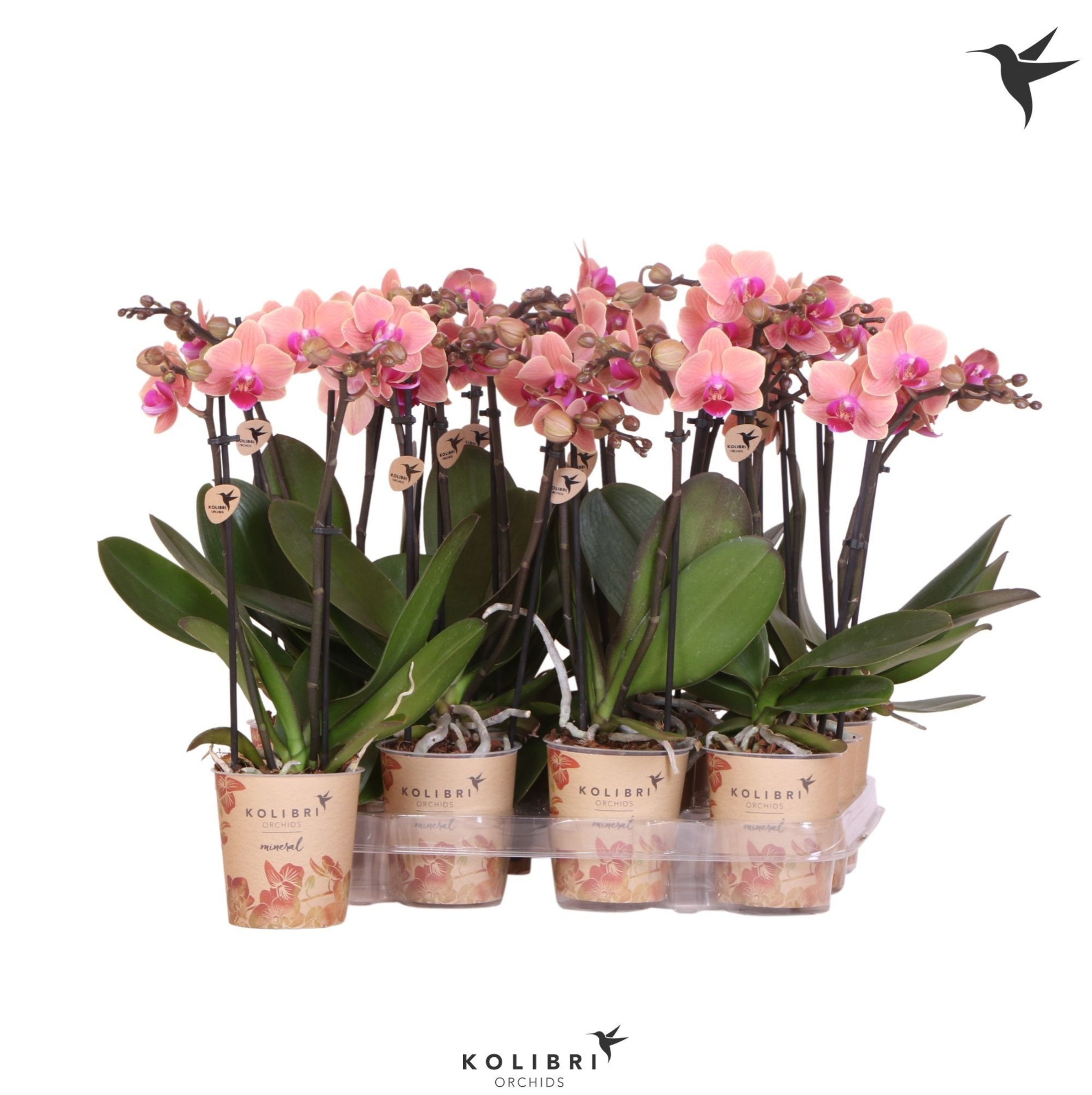 Kolibri Orchids Phalaenopsis Orange 2 spike, D 9