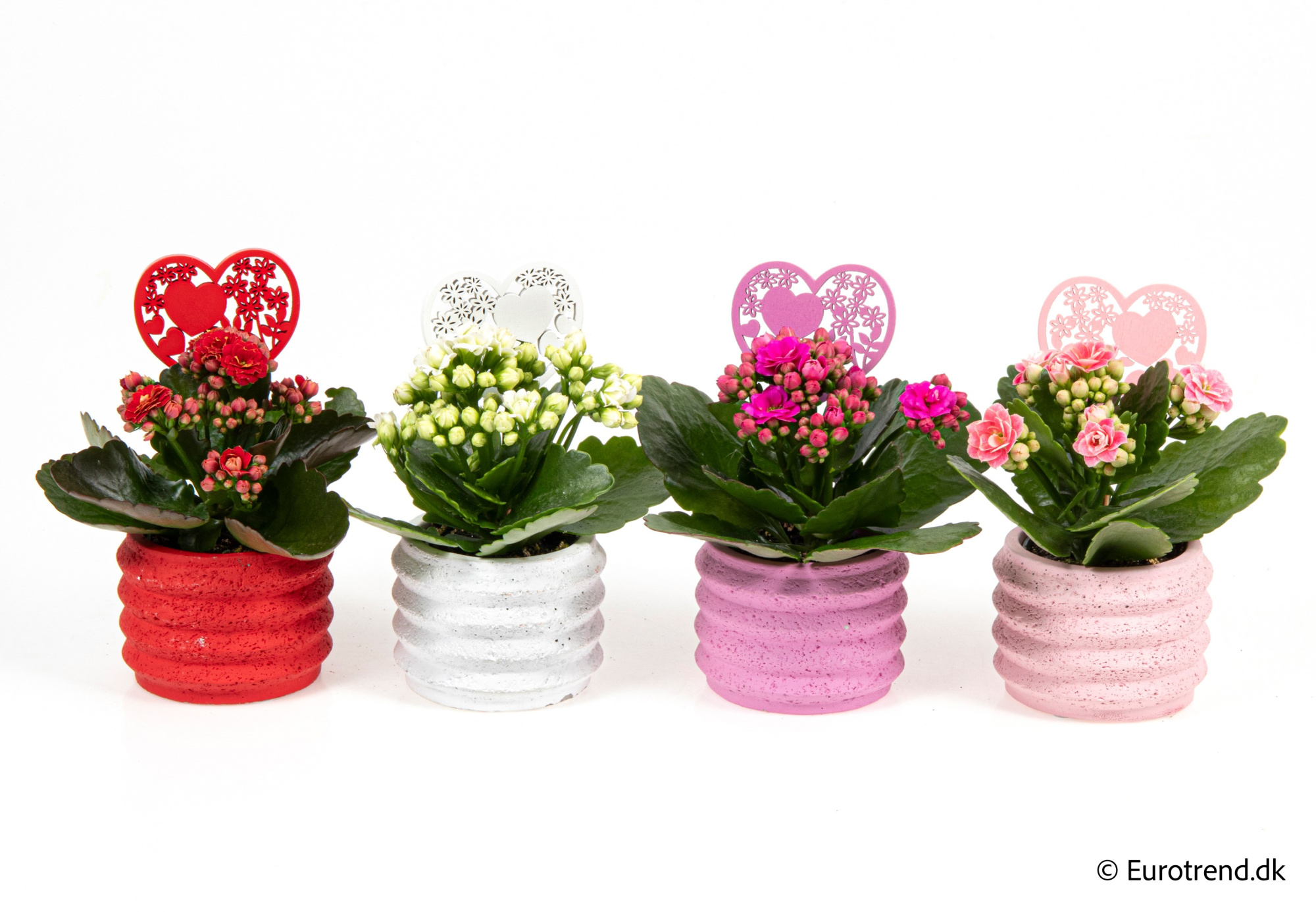 Kalanchoe Roseflowers in Valentine ceramic 2026, D 6
