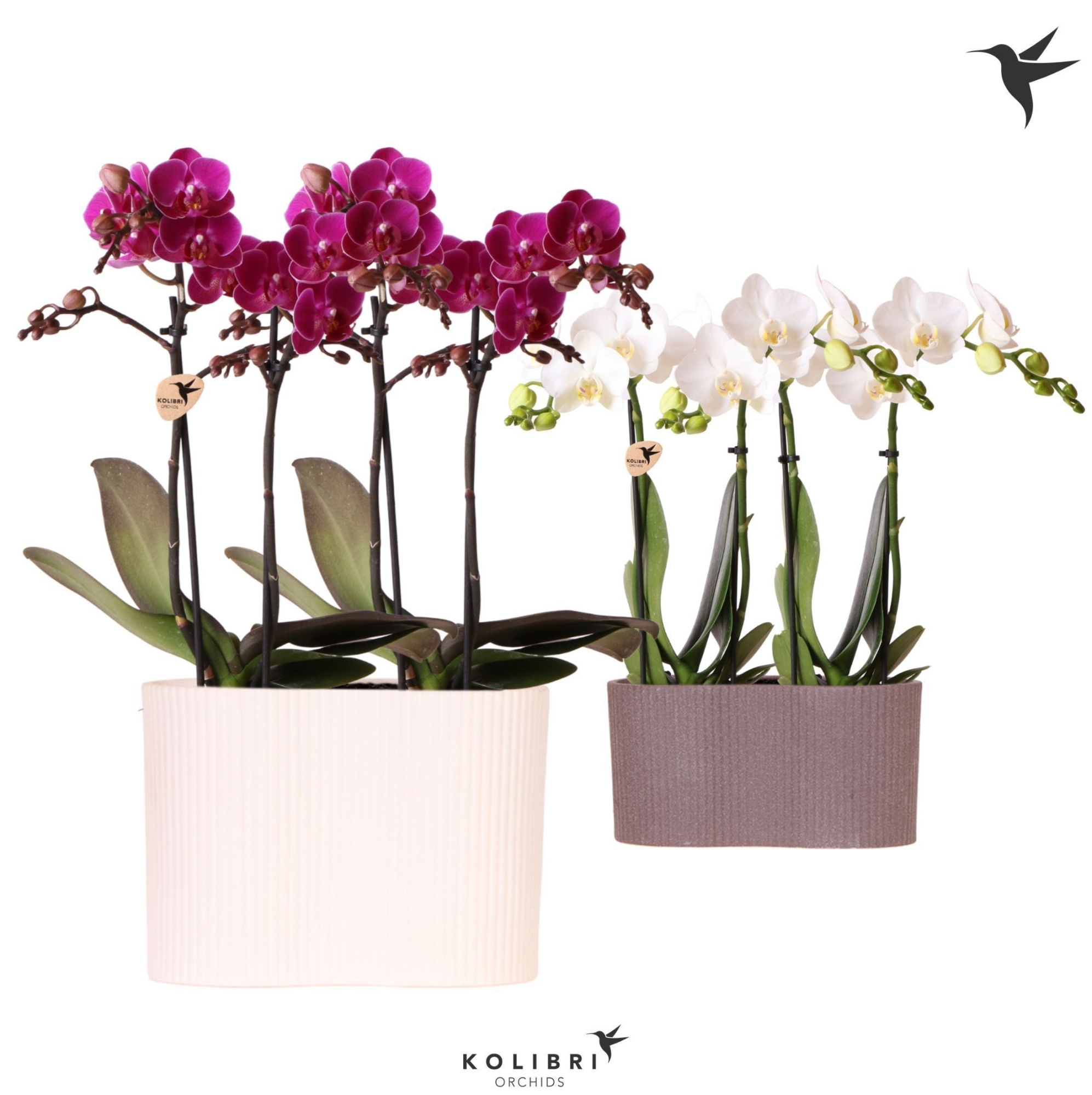 Kolibri Orchids Phalaenopsis mix 4 spike in Gili twin pot mix, D 18 cm