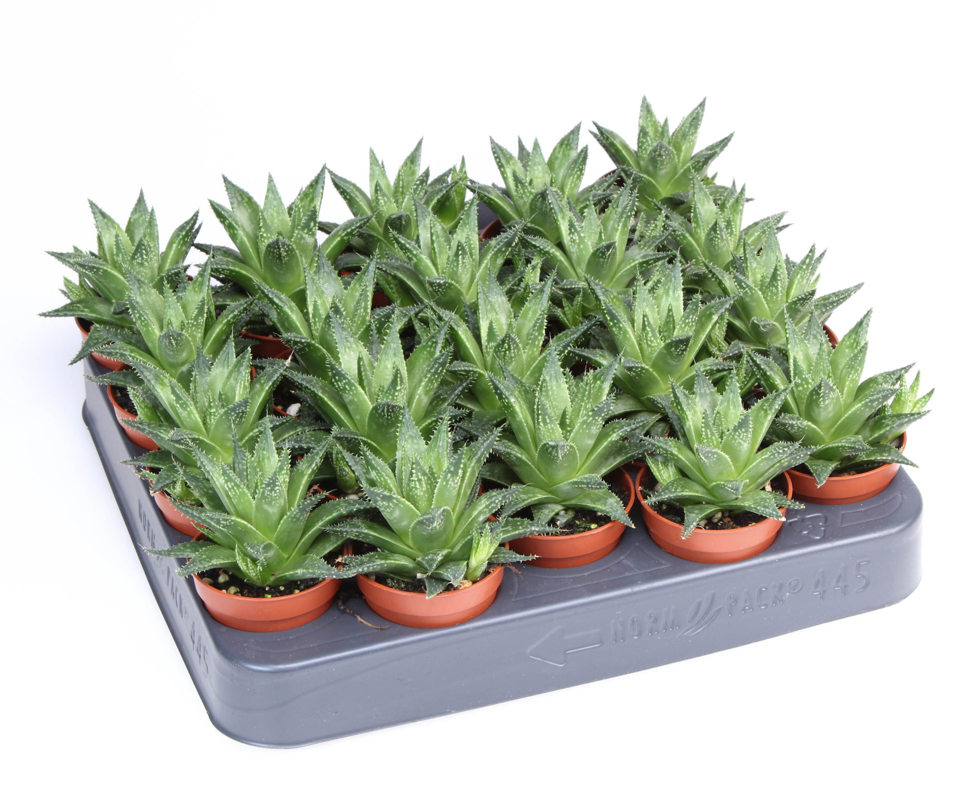 Haworthia Vivaldi, D 5,5 cm