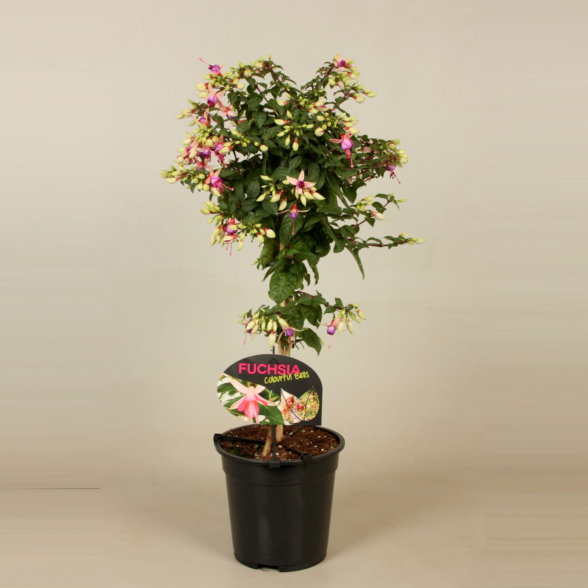 Stamfuchsia Ellebel, D 19