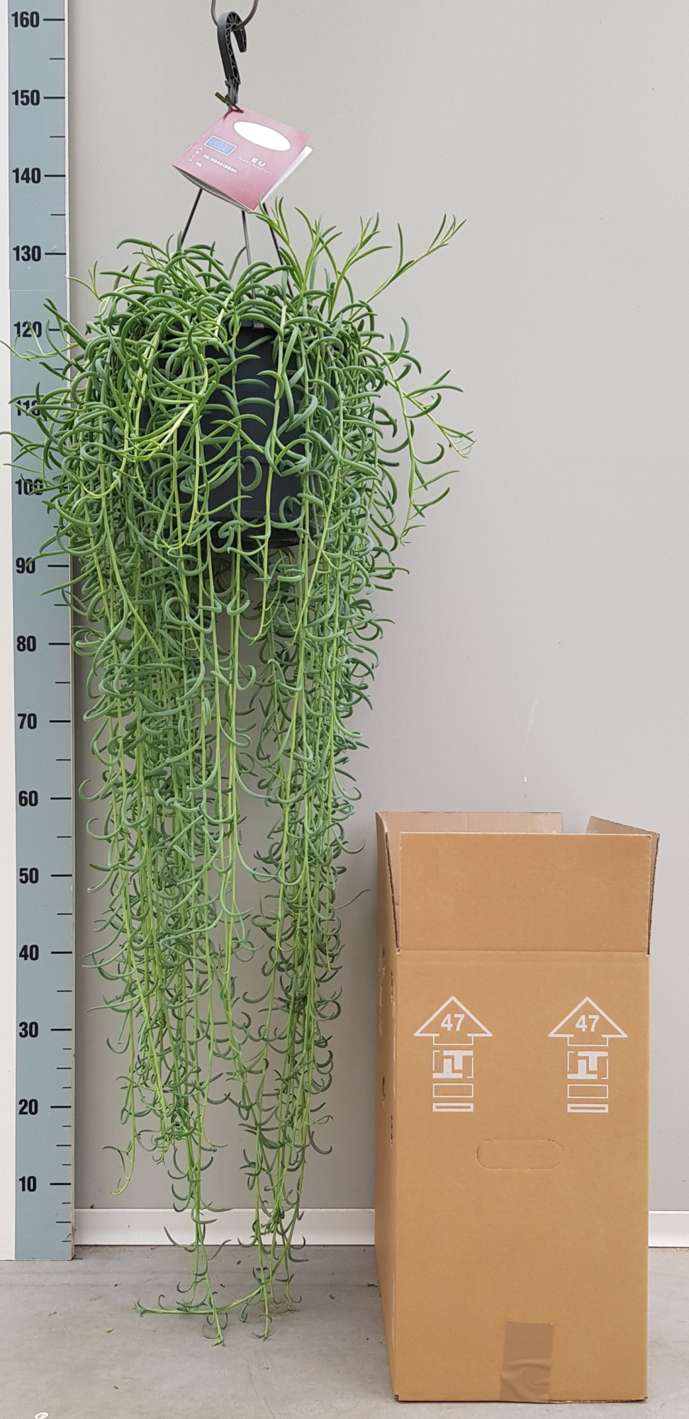 Senecio BluePickle 25cm, D 25 cm