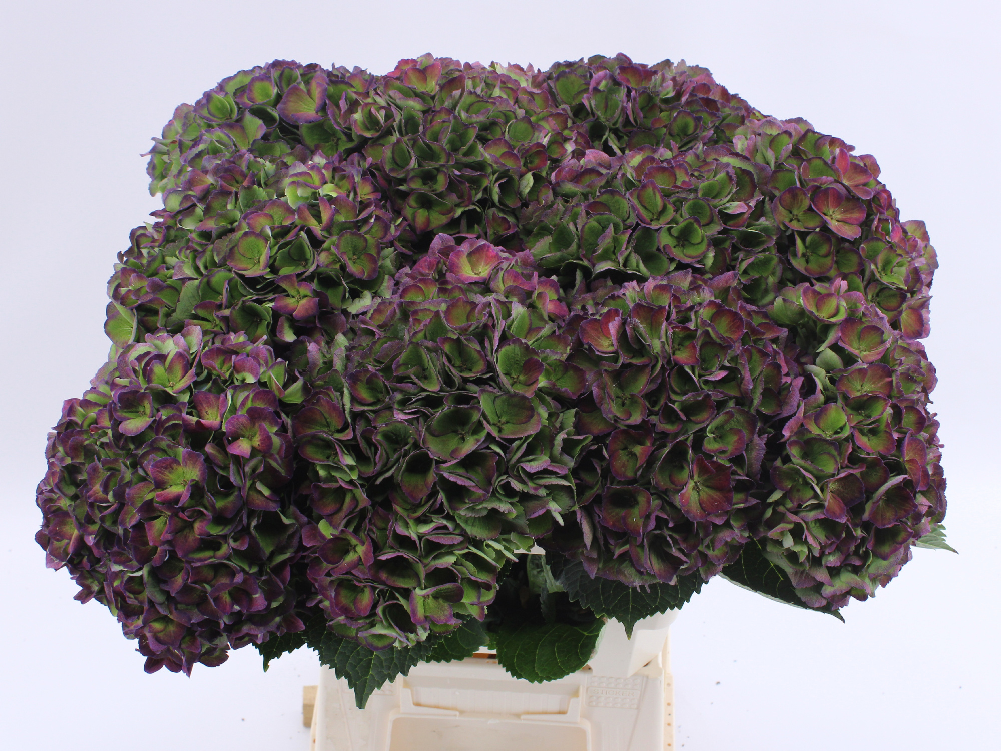 Гортензия Мэджикал Опал Классик 60, шт.