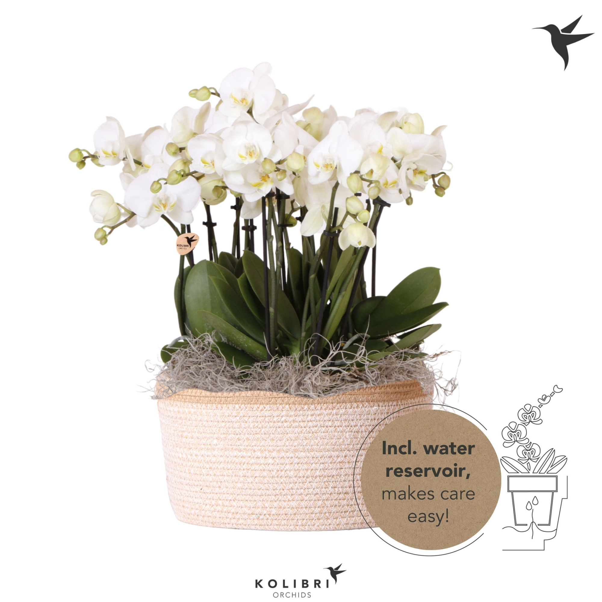 Kolibri Orchids Phalaenopsis Mono Bouquet Ghent 9 spike in Basket white with watering system, D 28