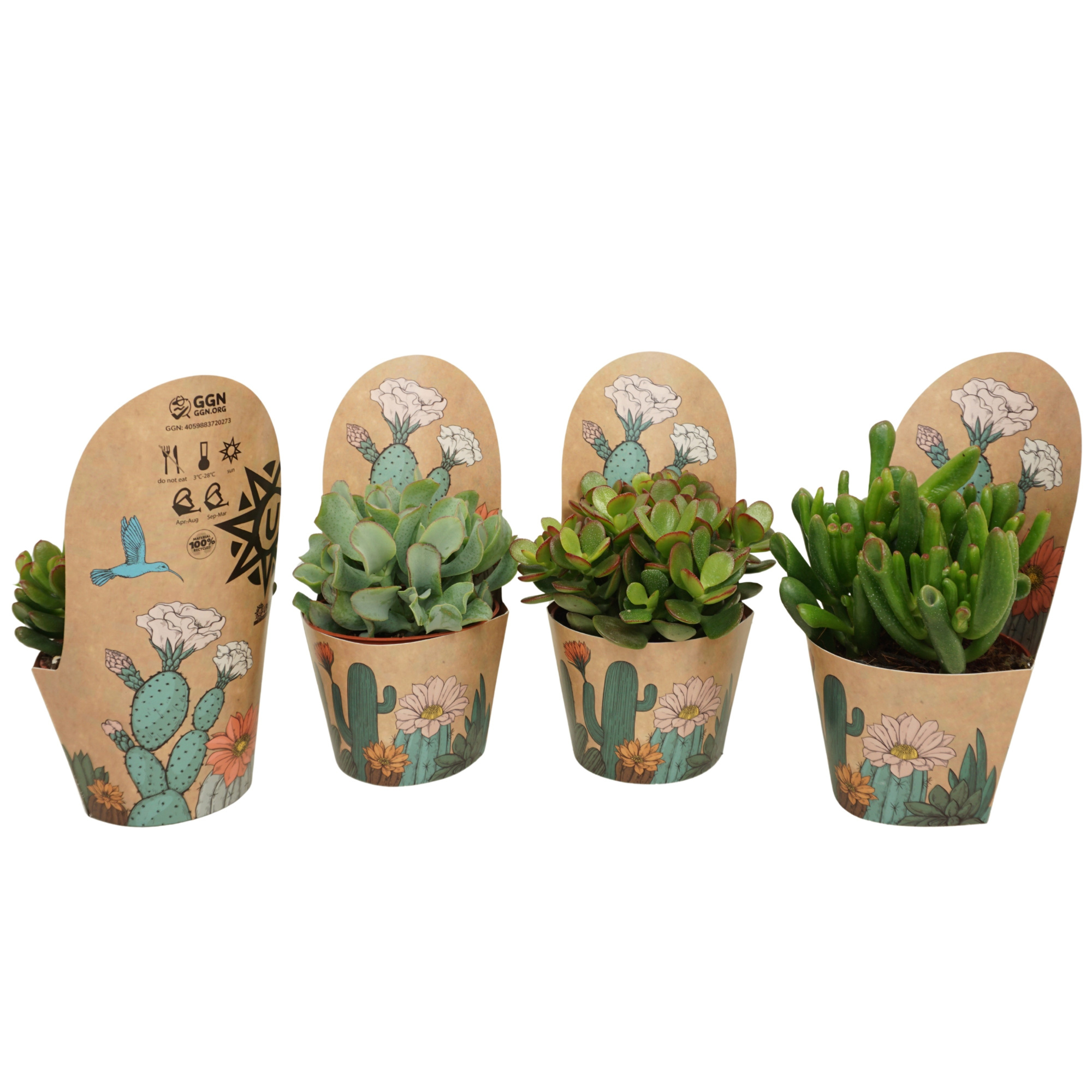 Crassula mix 10,5 cm in Ubink potcover, D 10,5 cm