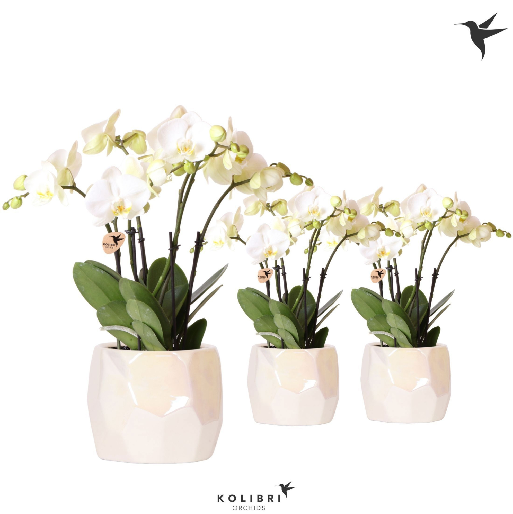 Kolibri Orchids Phalaenopsis Ghent 4spike in Pearl pot travertine, D 12